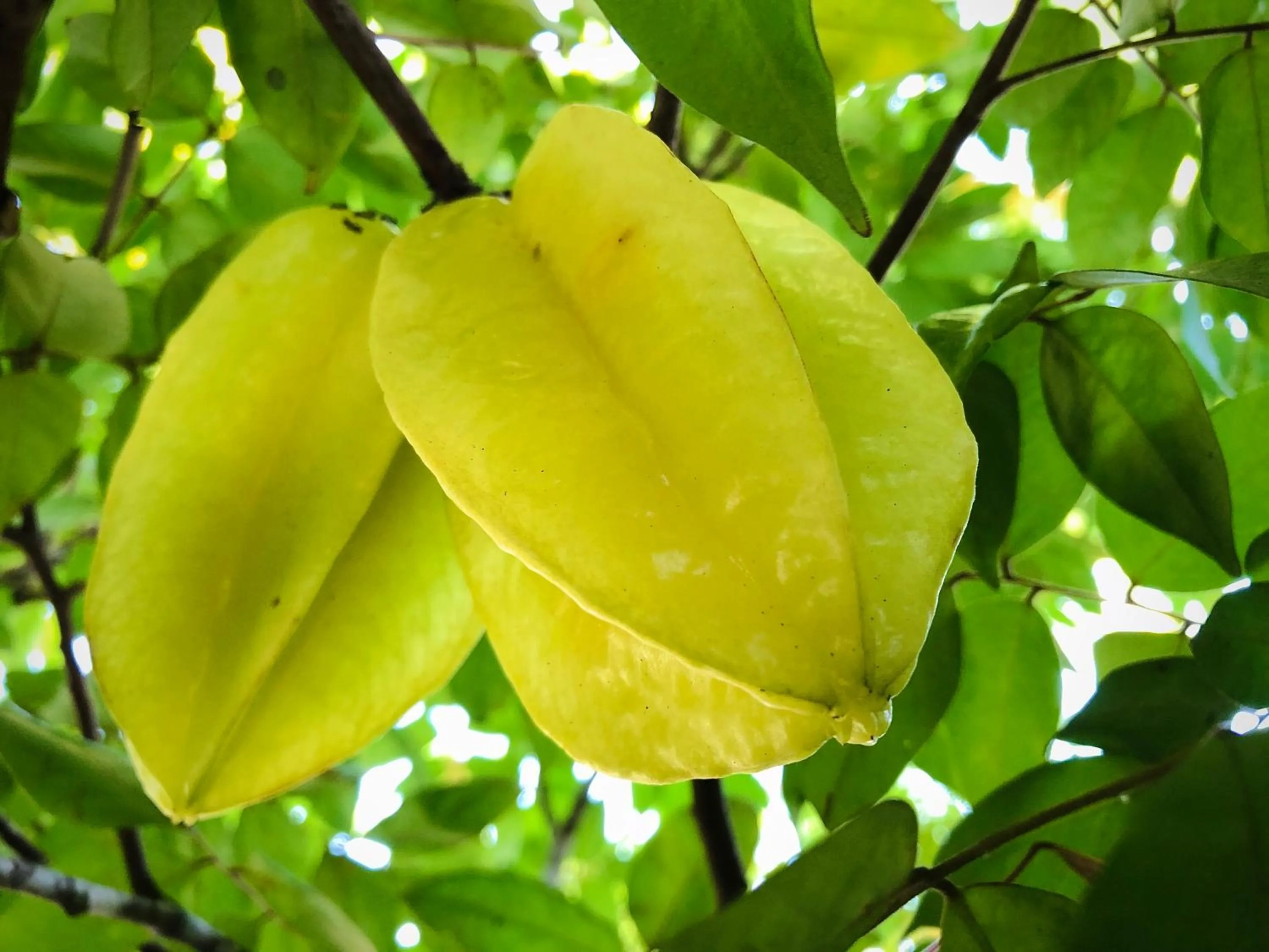 Natural landscape in Villa JJ and Spa Ubud