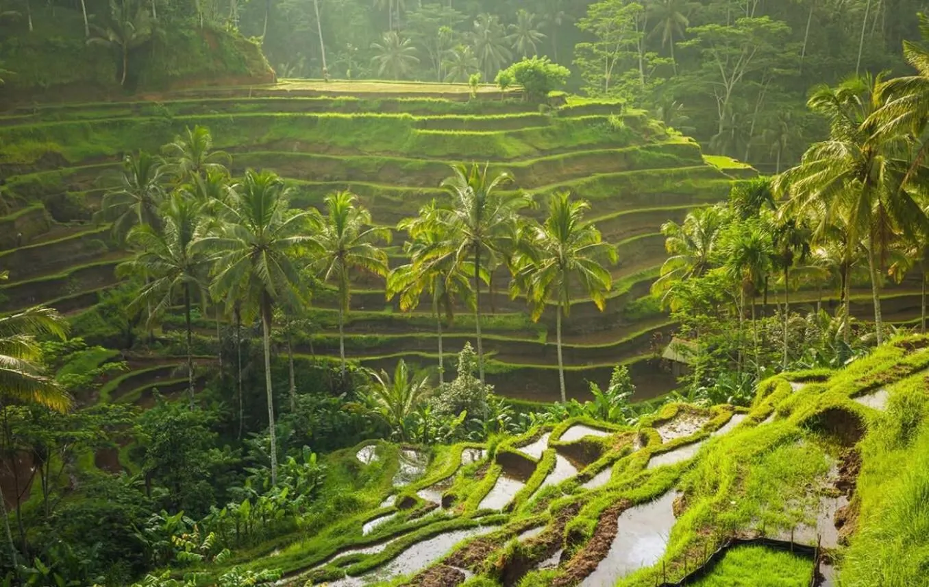 Natural landscape in Villa JJ and Spa Ubud