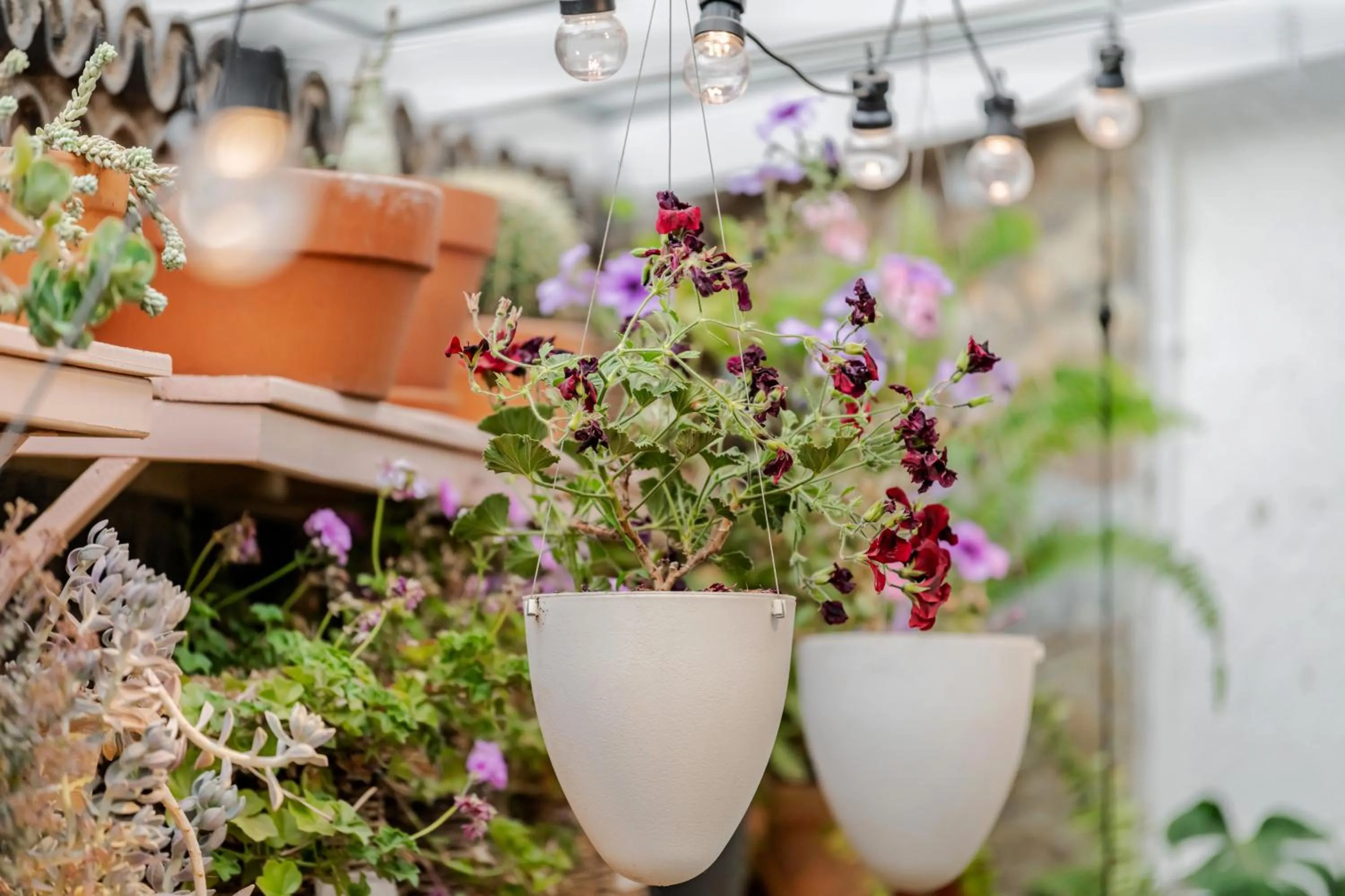 Baisha Flamingo Hotel