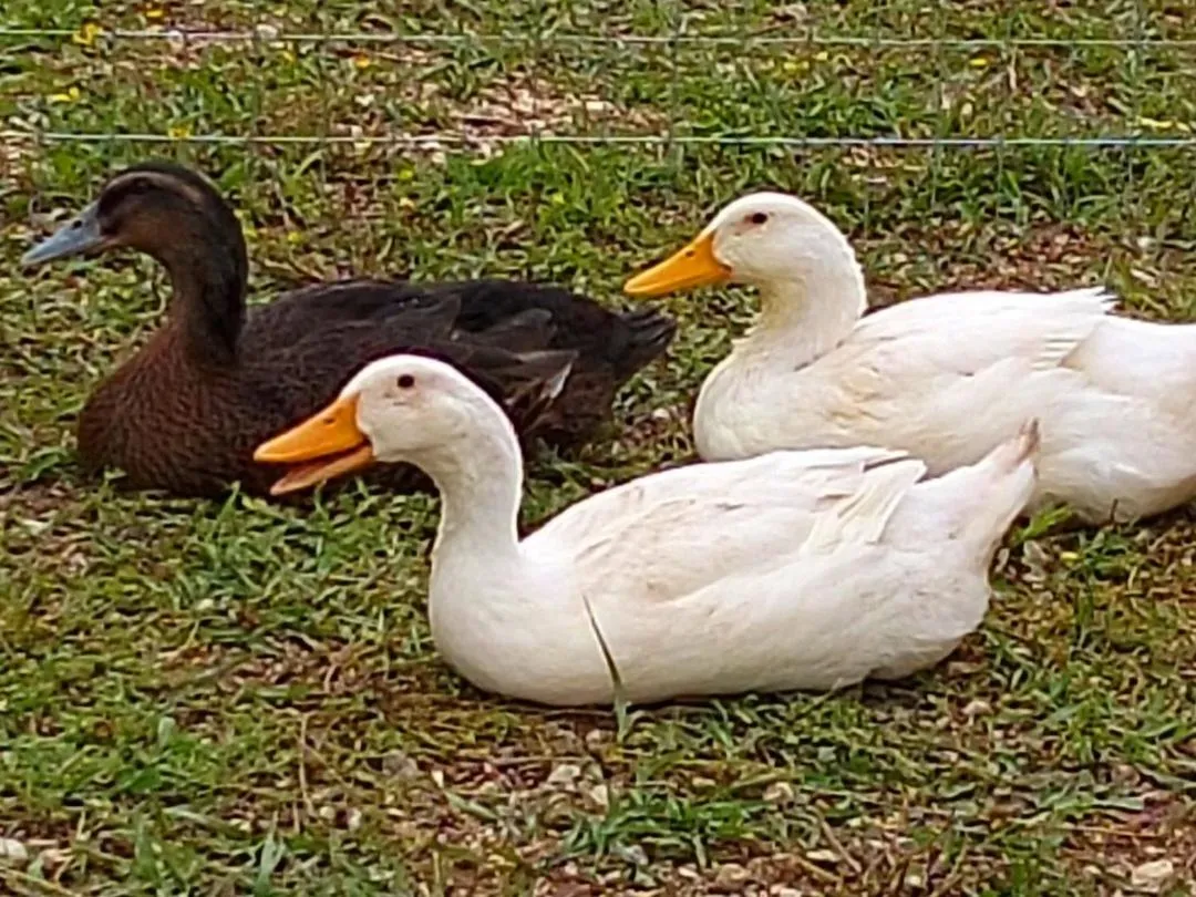 B&B Villa Molinari Restaurant e Baby Park