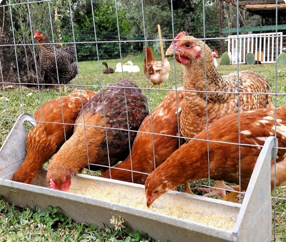 B&B Villa Molinari Restaurant e Baby Park