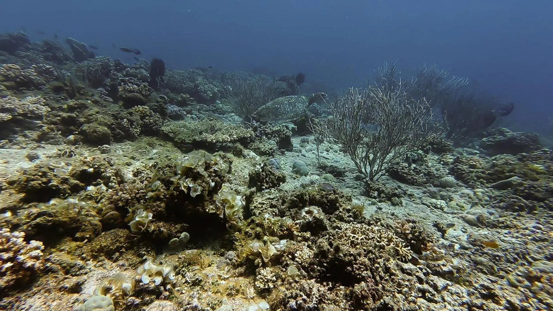 Beach in The Lighthouse Resort