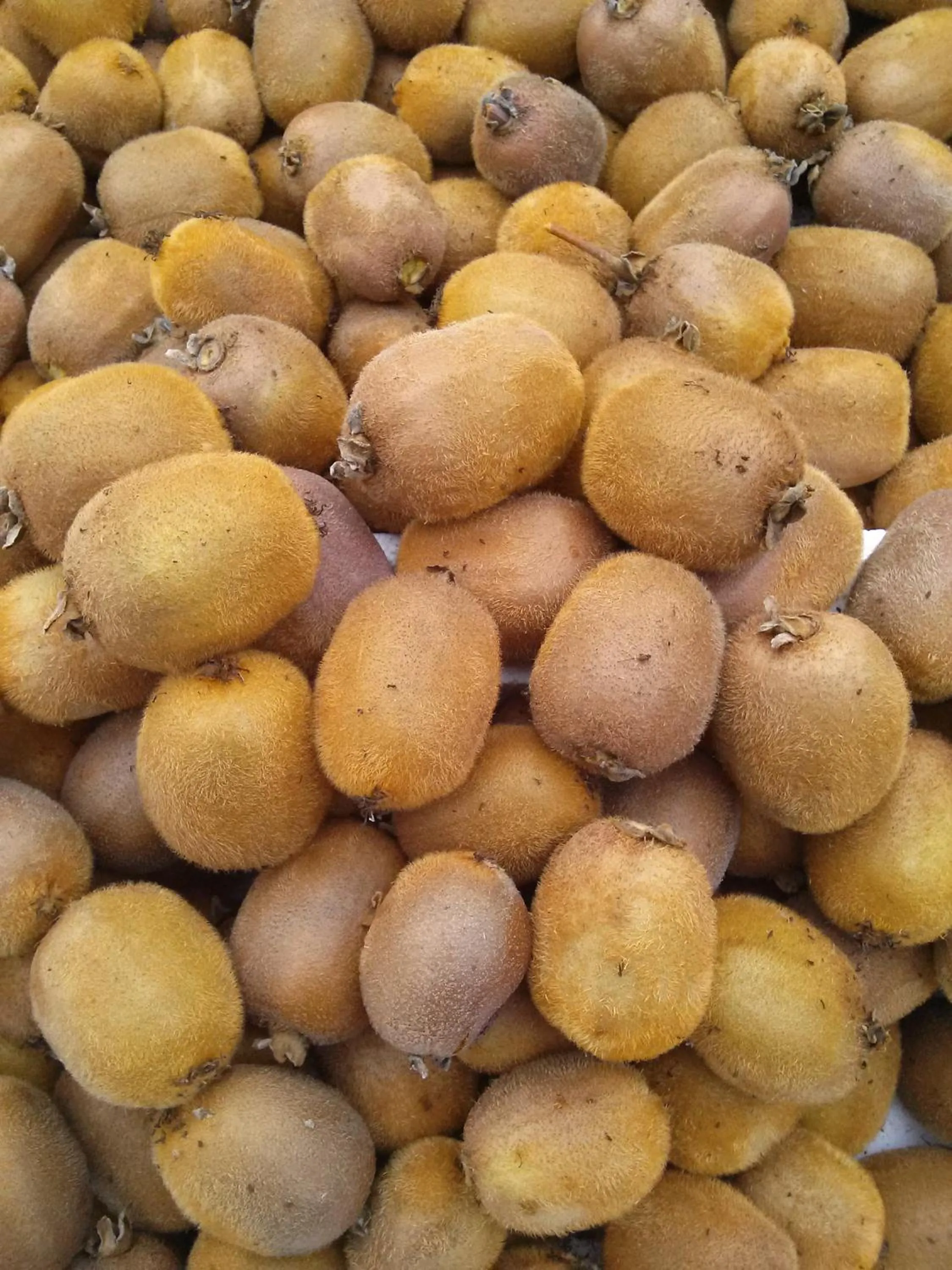 Autumn in Kiwi Cove Lodge