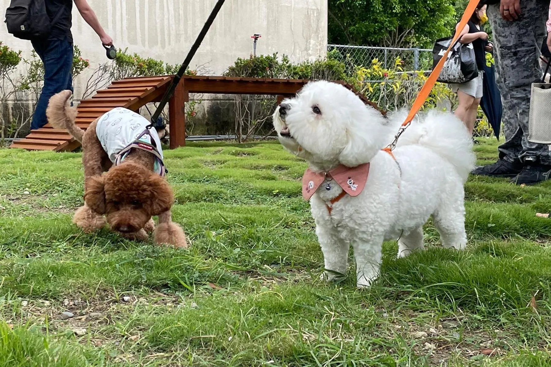 Animals in Howard Kenting Wonder House