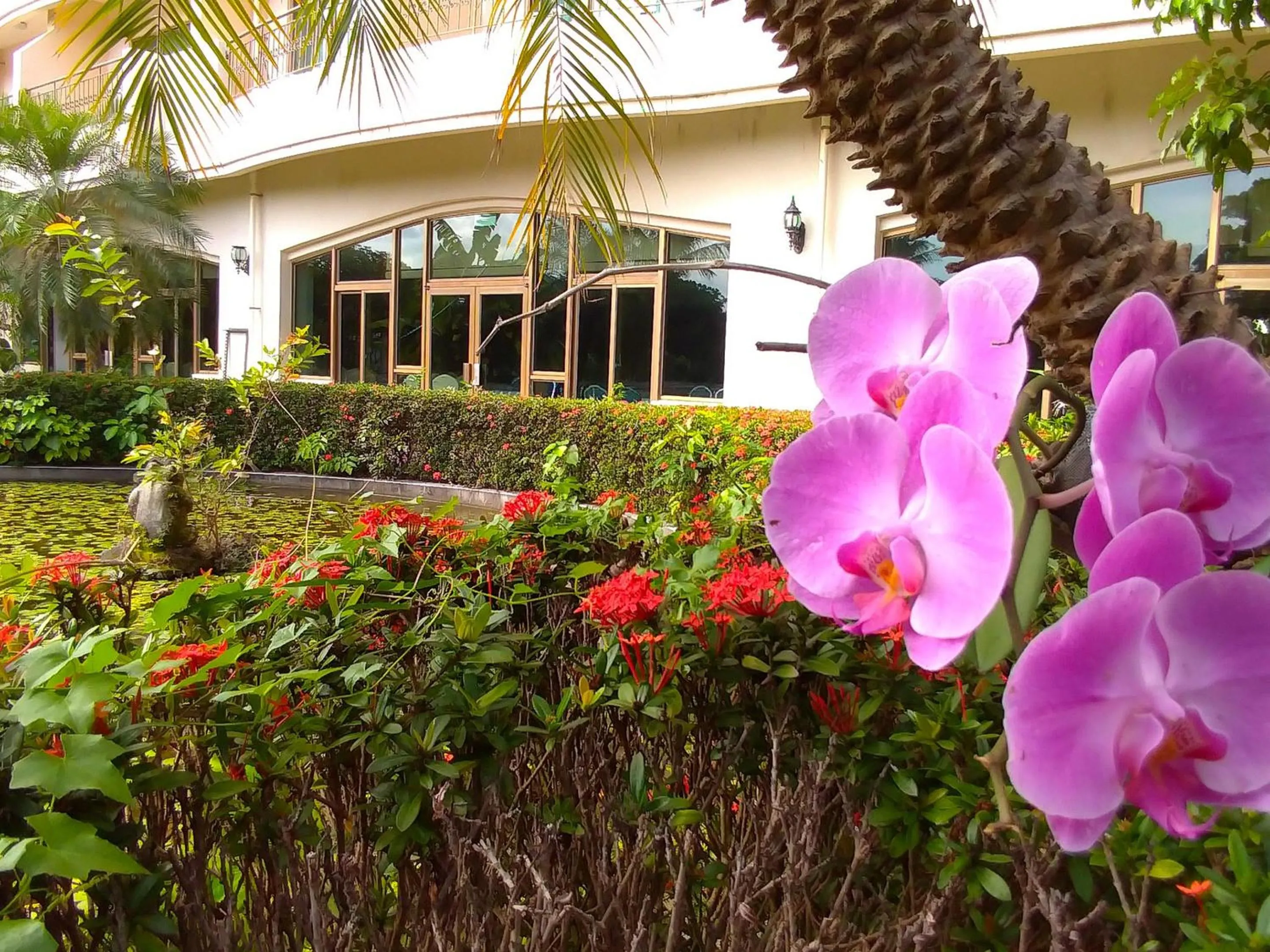 Garden in Howard Kenting Wonder House