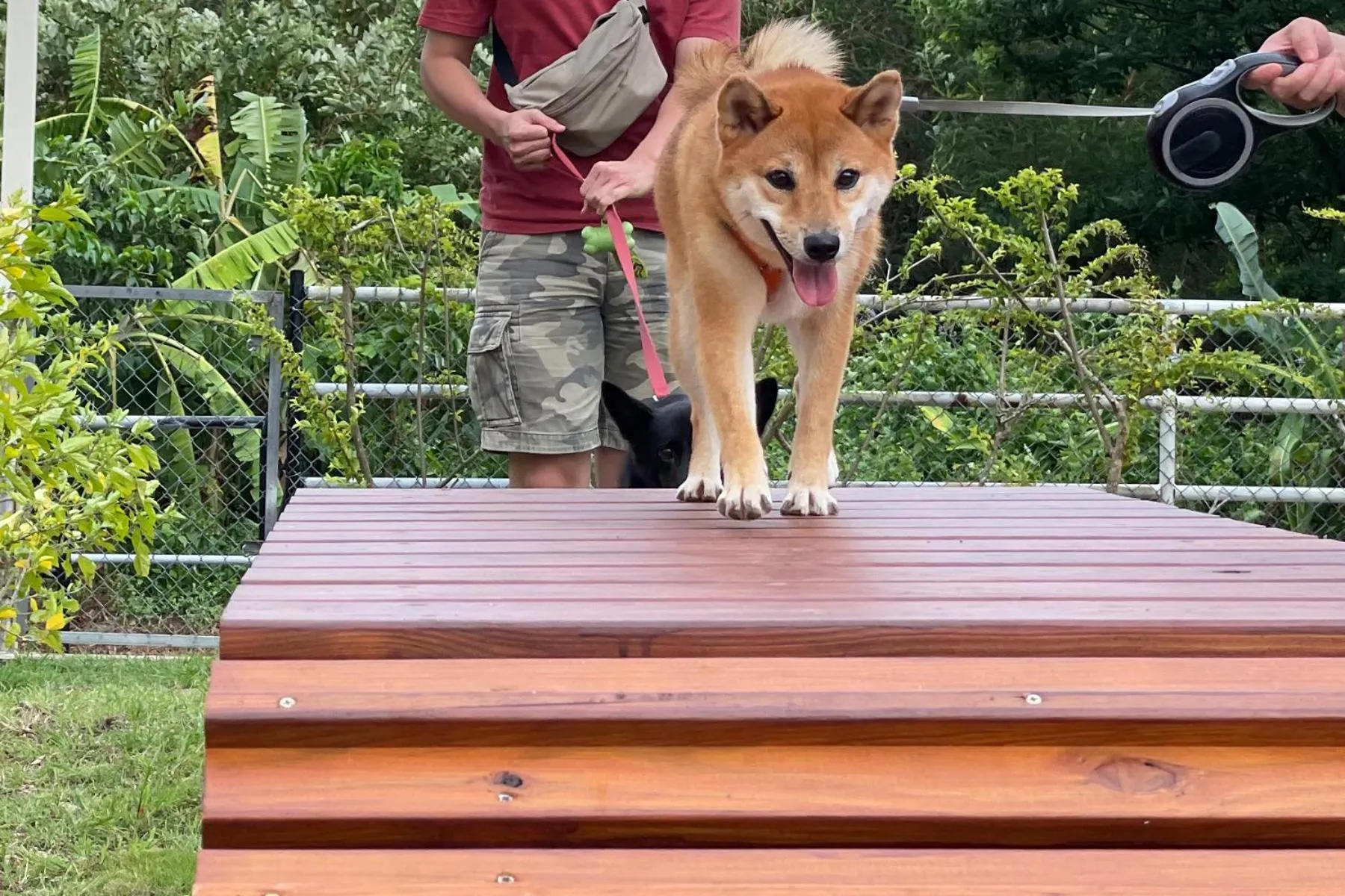 Animals in Howard Kenting Wonder House