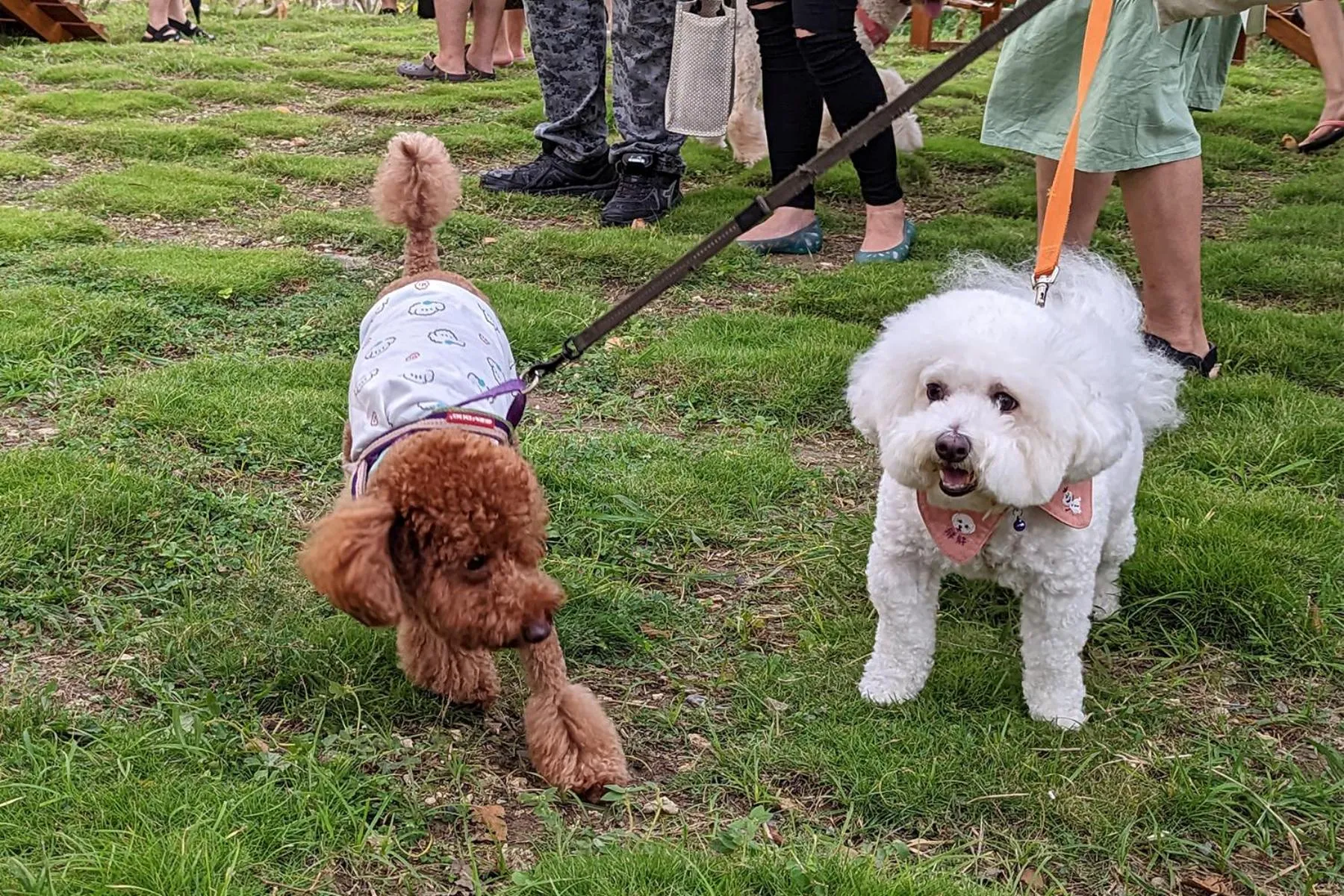 Animals in Howard Kenting Wonder House