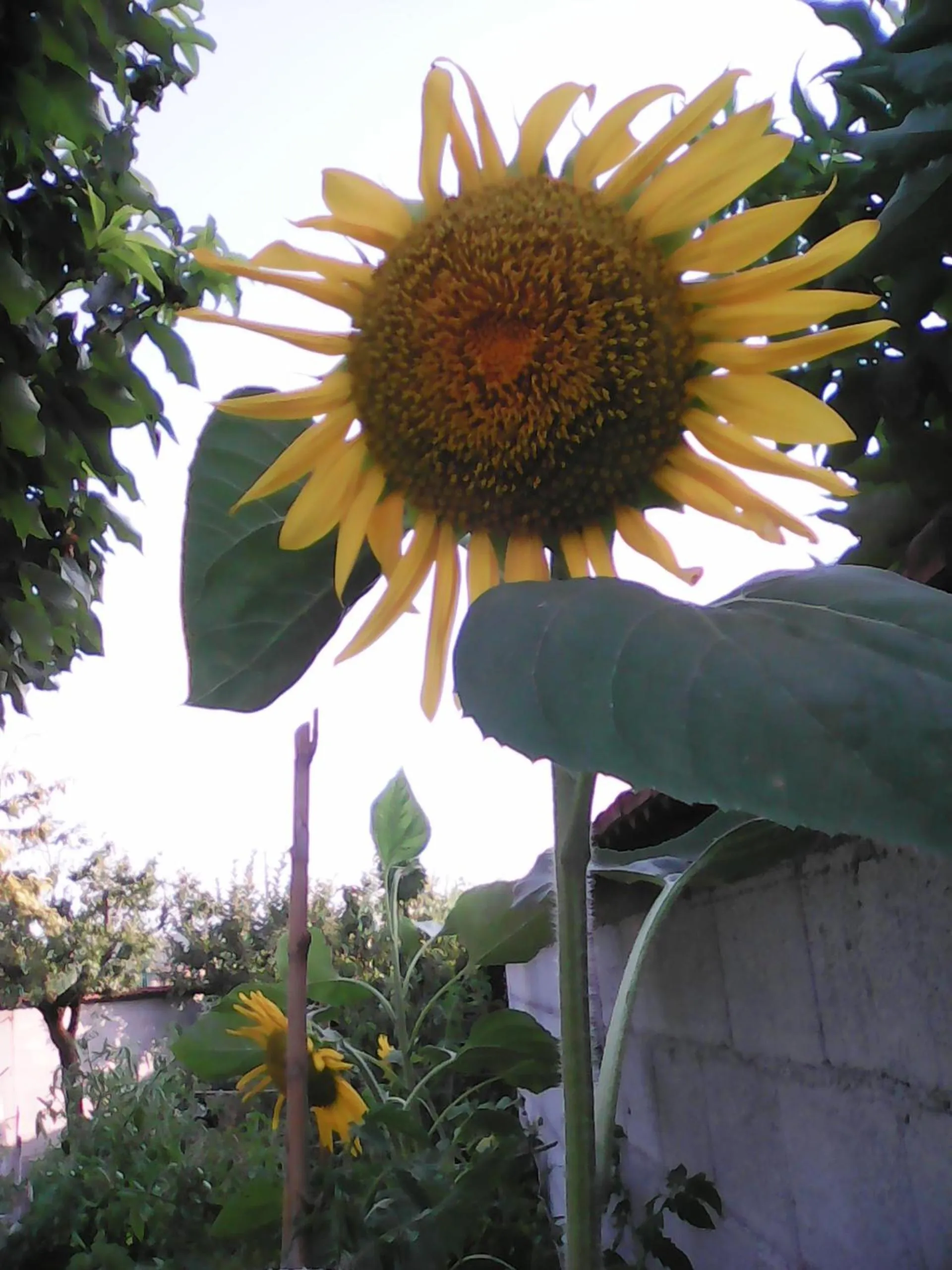 Other in Casa Iovara