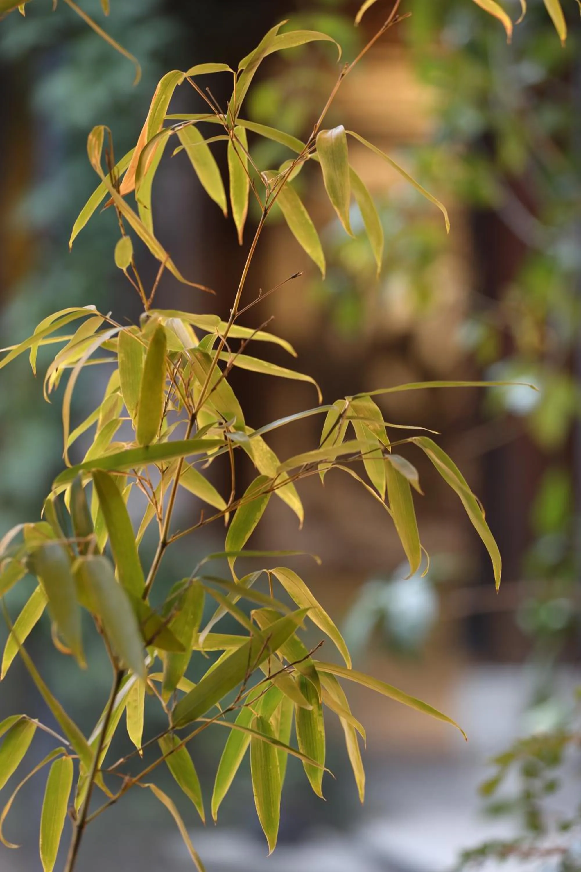 Garden view in Tianxifu