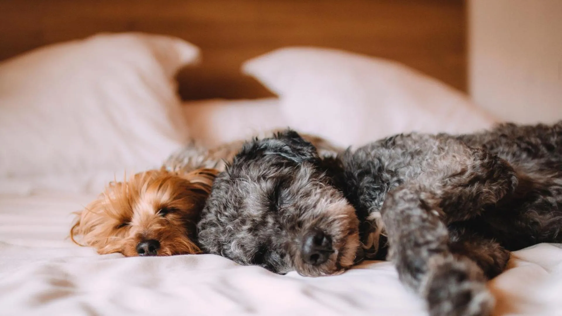 Pets, Bed in ibis Styles Fortaleza Shopping Giga Mall