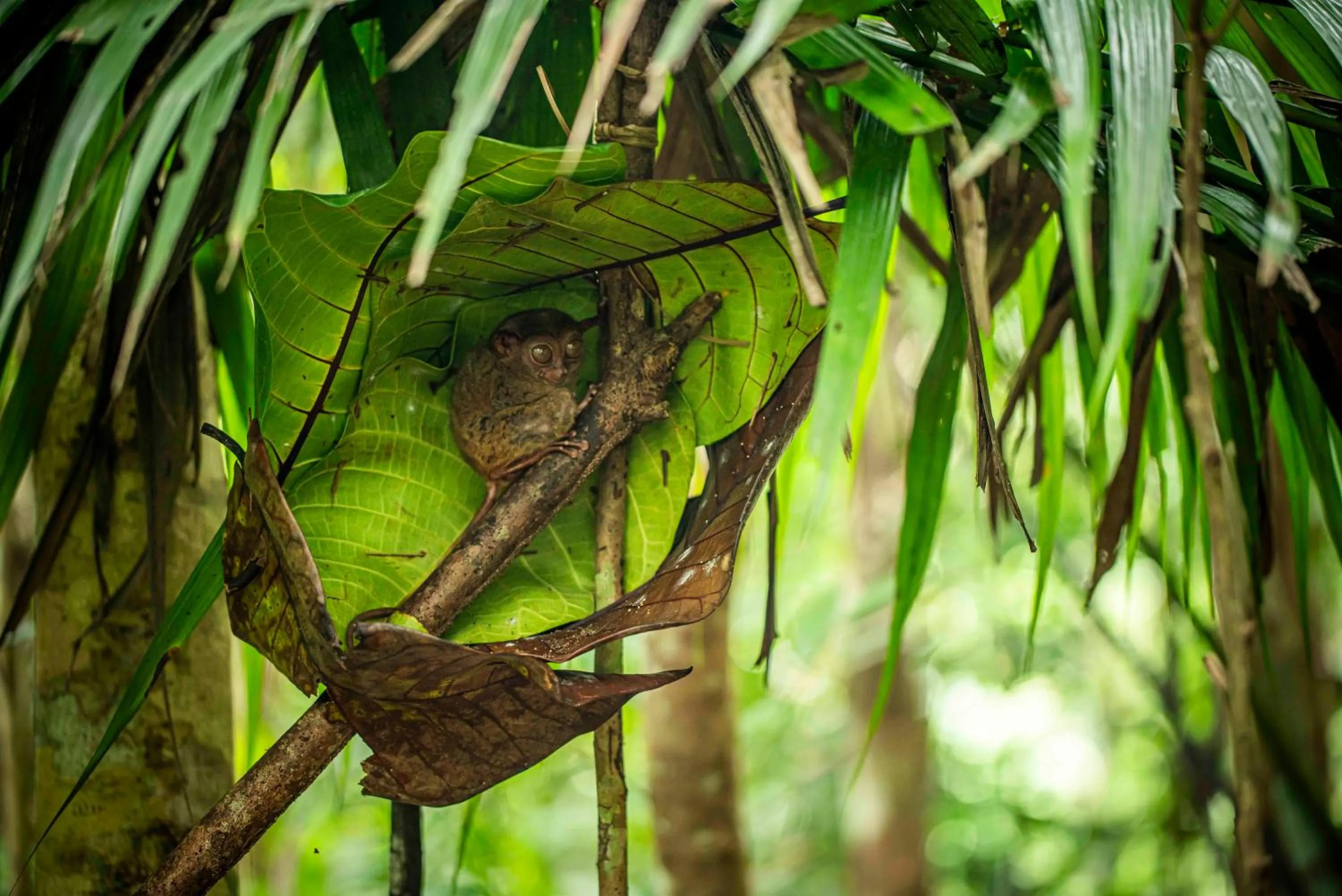 South Palms Resort and Spa Panglao - MGallery Collection