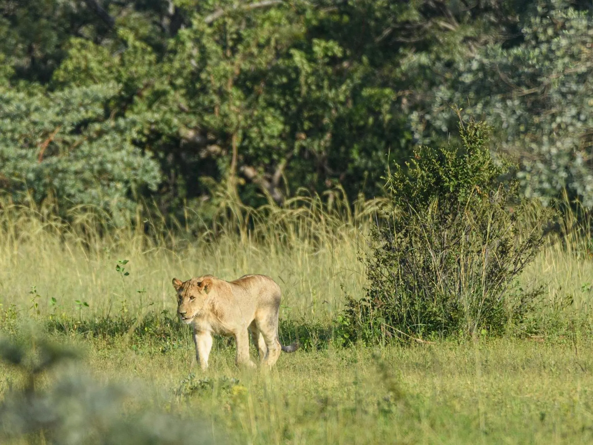 Animals in Monomotapa Village