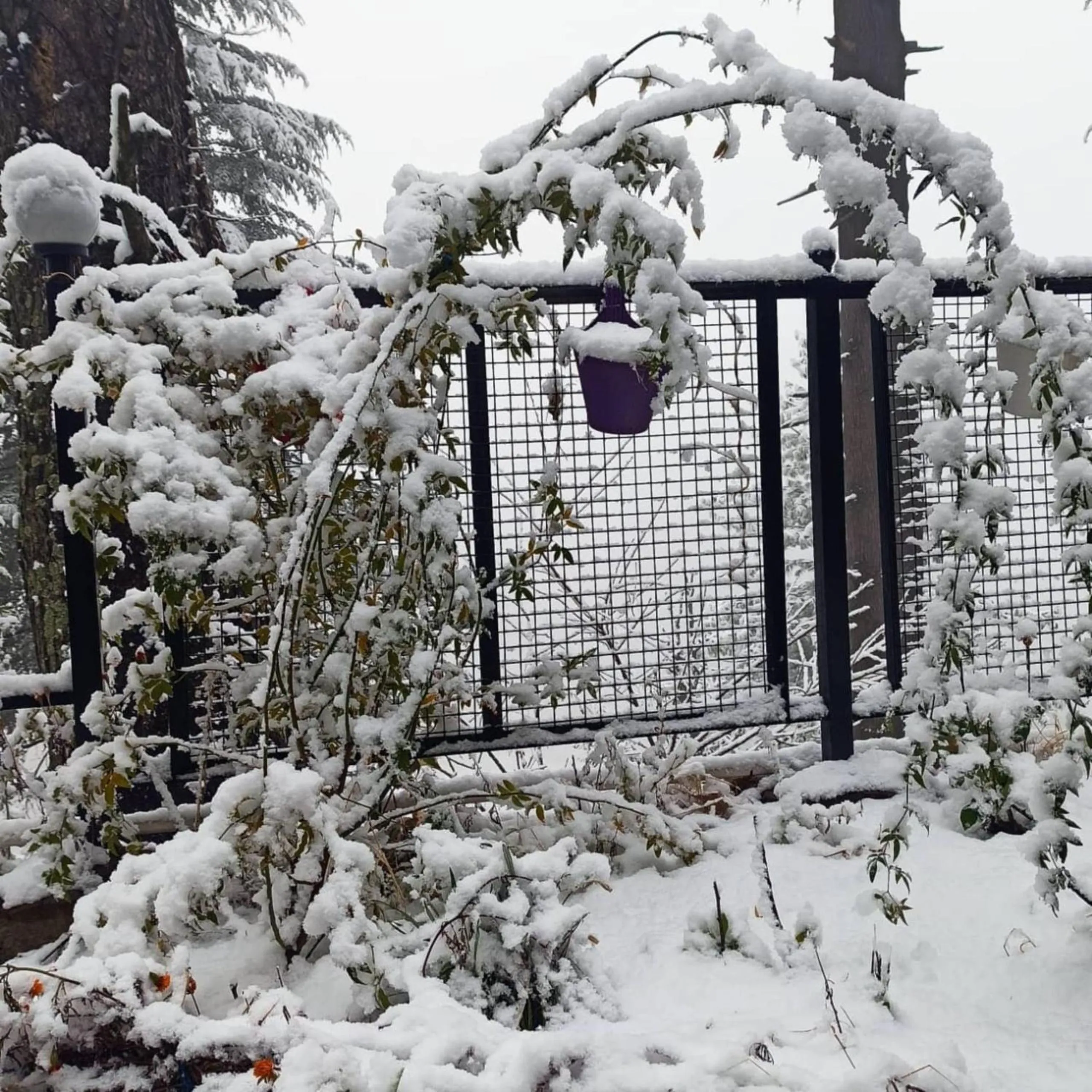 Day in Majestic View Cottages