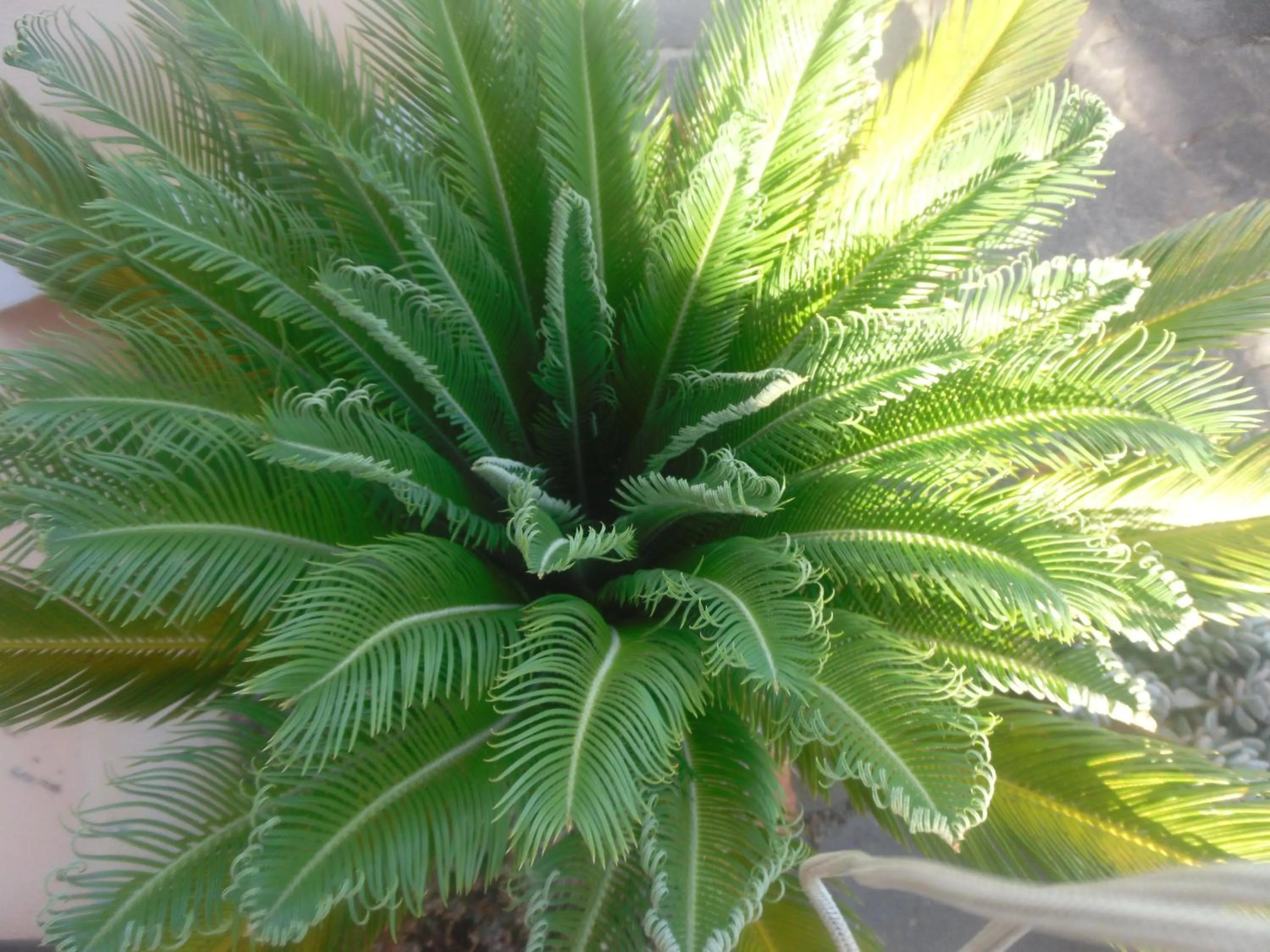 Italian breakfast in ITALIA GUESTHOUSe