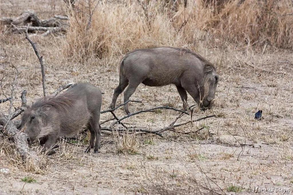 Hoedspruit Raptors Lodge N16