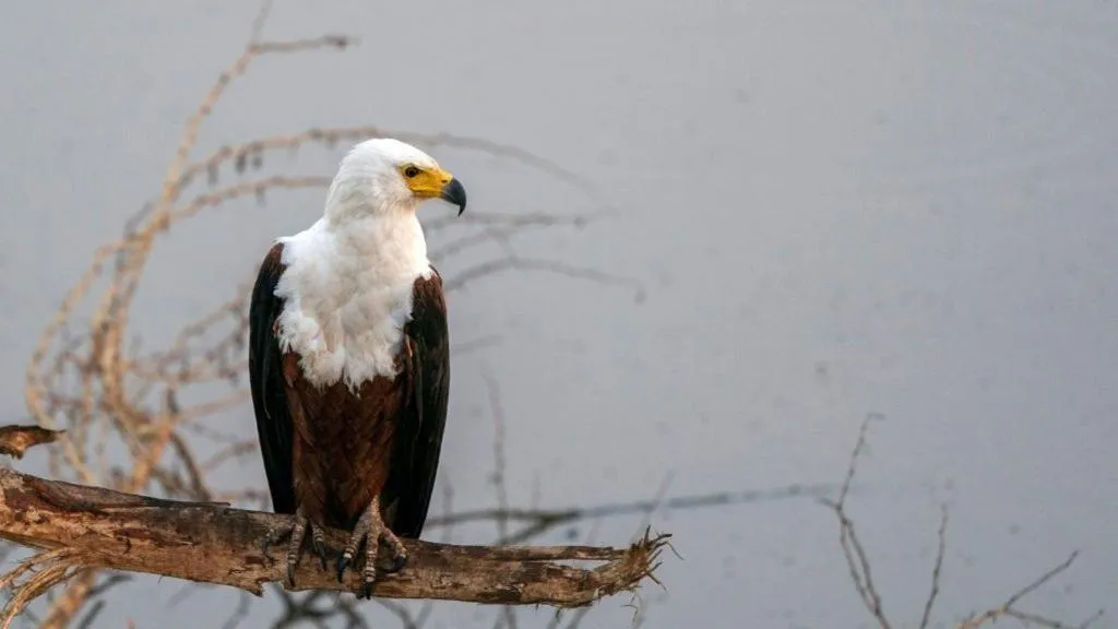 Hoedspruit Raptors Lodge N16