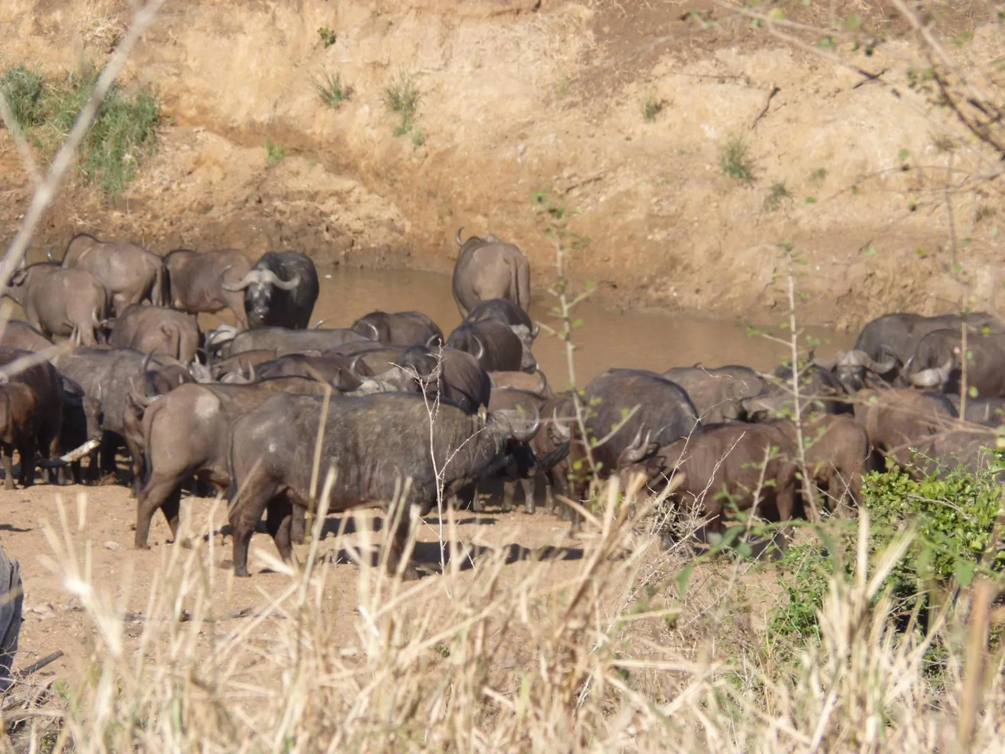 Hoedspruit Raptors Lodge N16