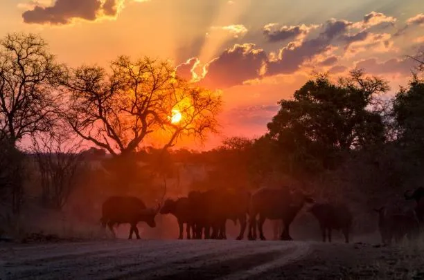 Hoedspruit Raptors Lodge N16