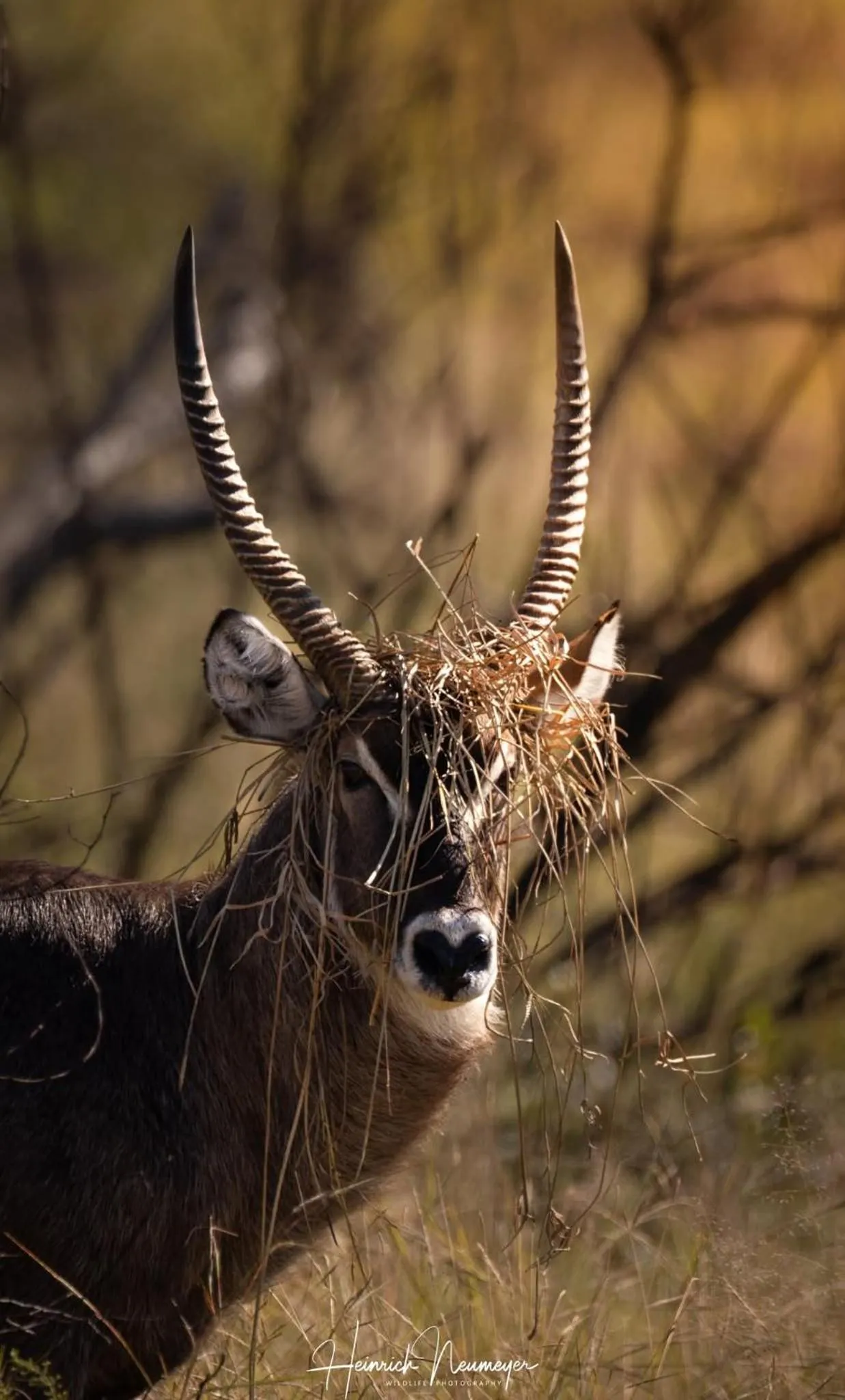 Hoedspruit Raptors Lodge N16