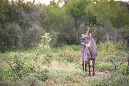 Hoedspruit Raptors Lodge N16