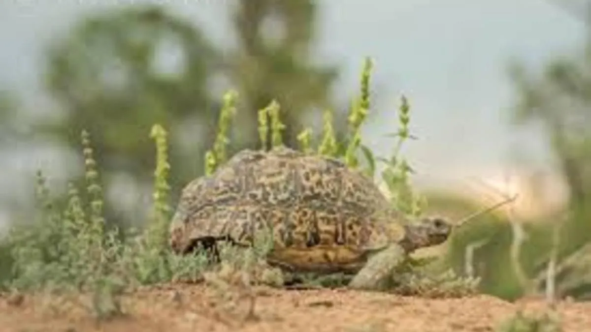 Hoedspruit Raptors Lodge N16