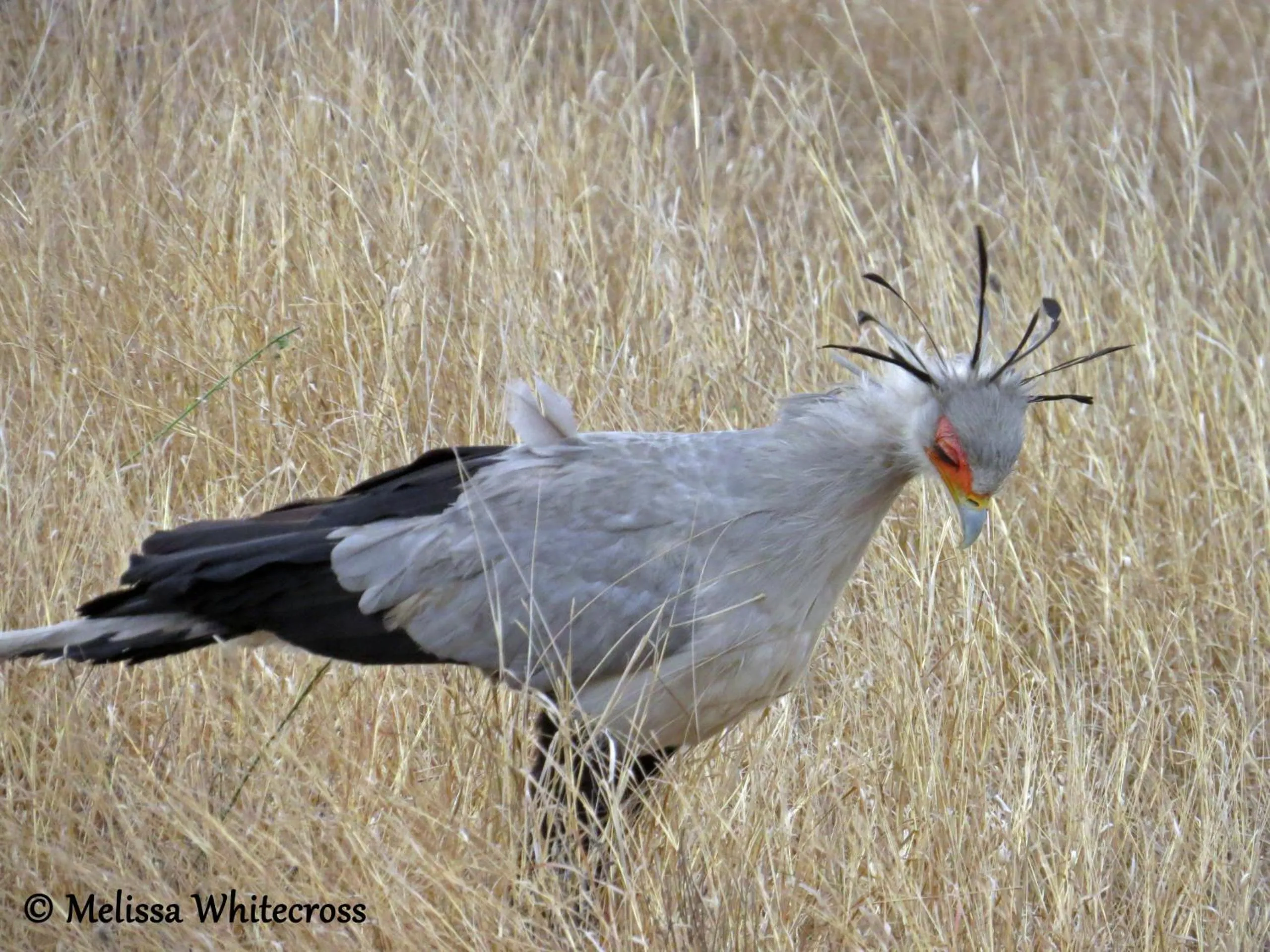 Hoedspruit Raptors Lodge N16