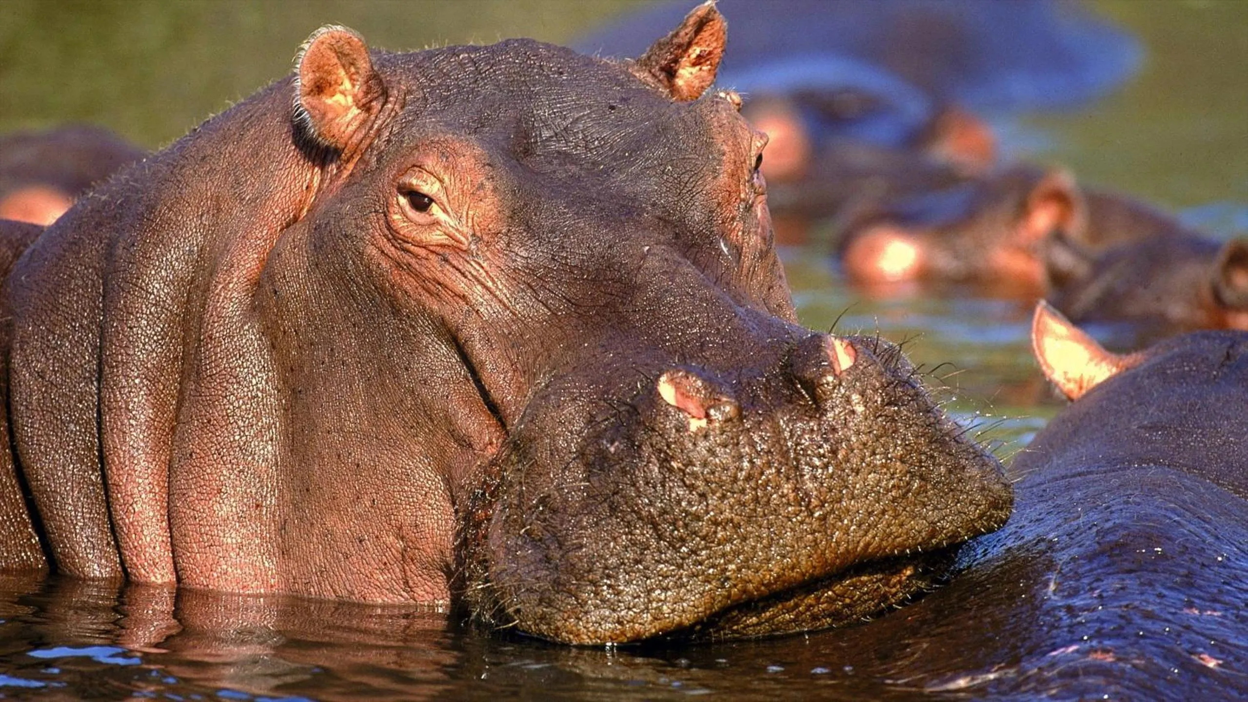 Hoedspruit Raptors Lodge N16