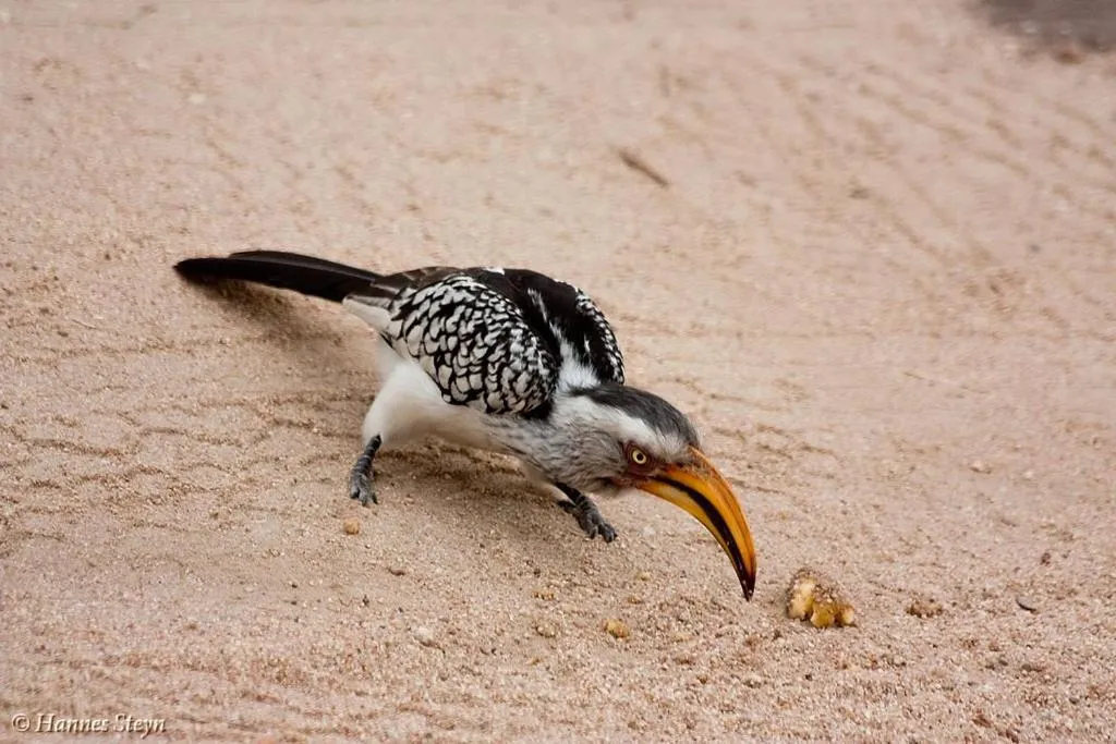 Hoedspruit Raptors Lodge N16