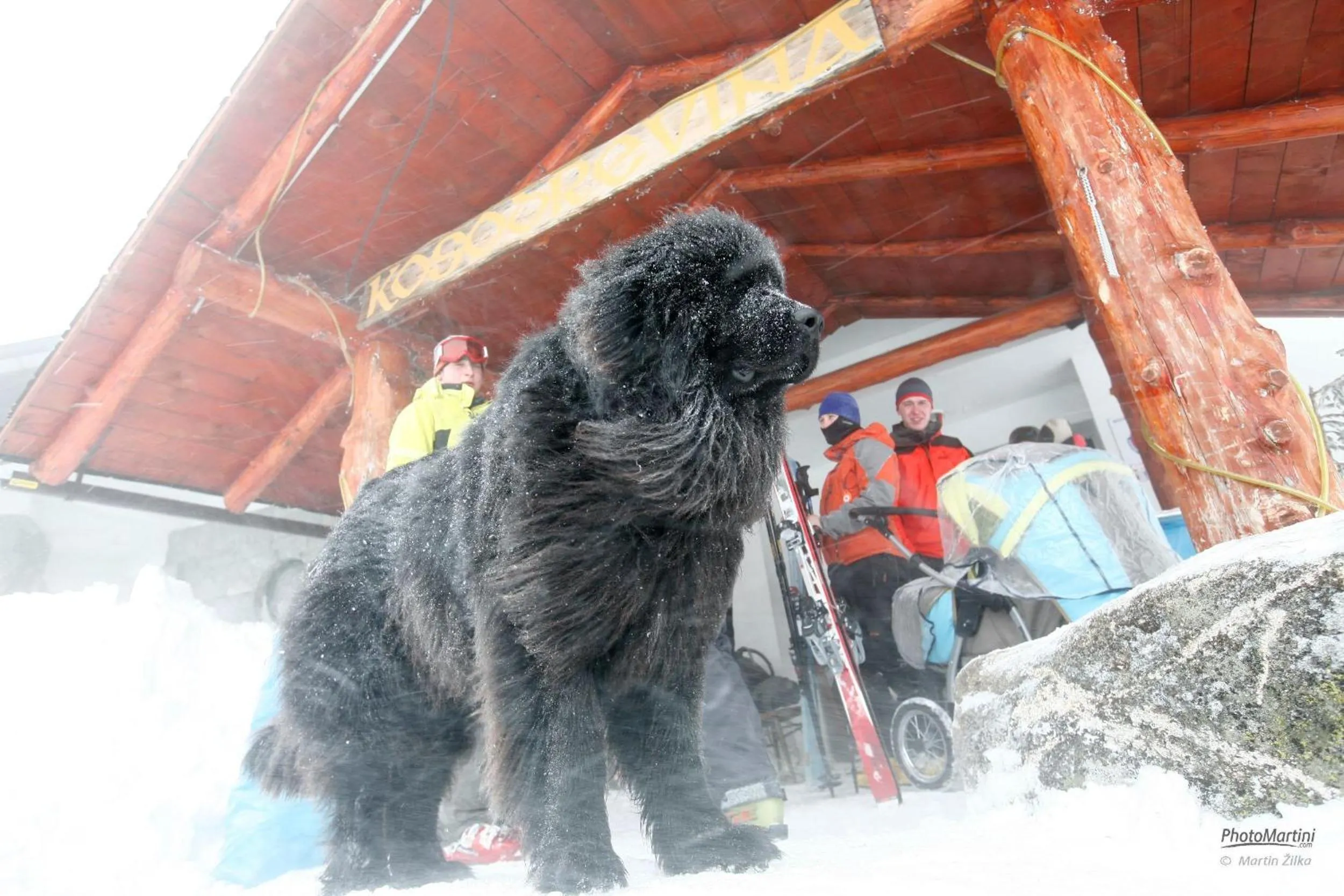 Pets in Chata Kosodrevina - Turistická ubytovňa
