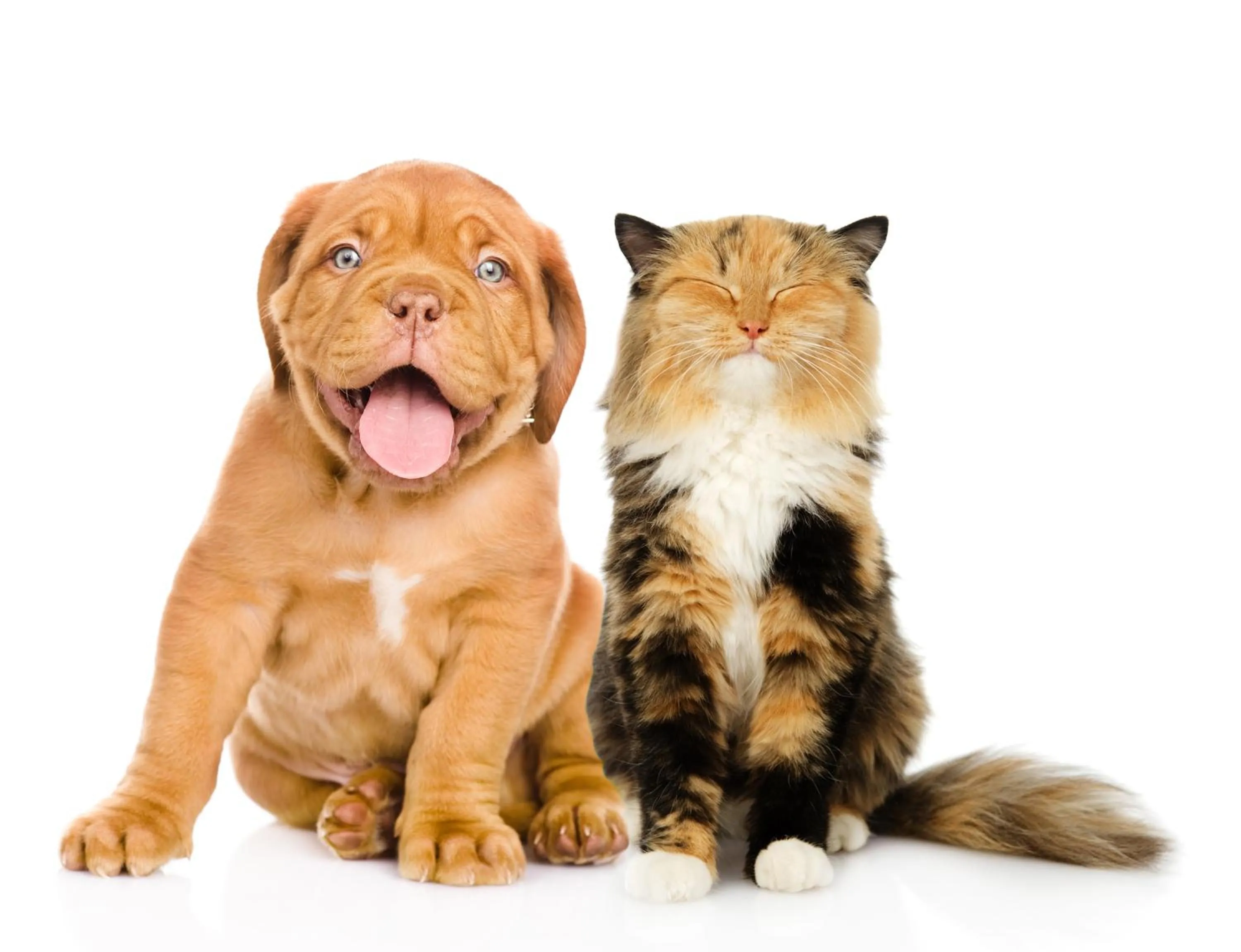 Pets in Tehran Boutique Hotel