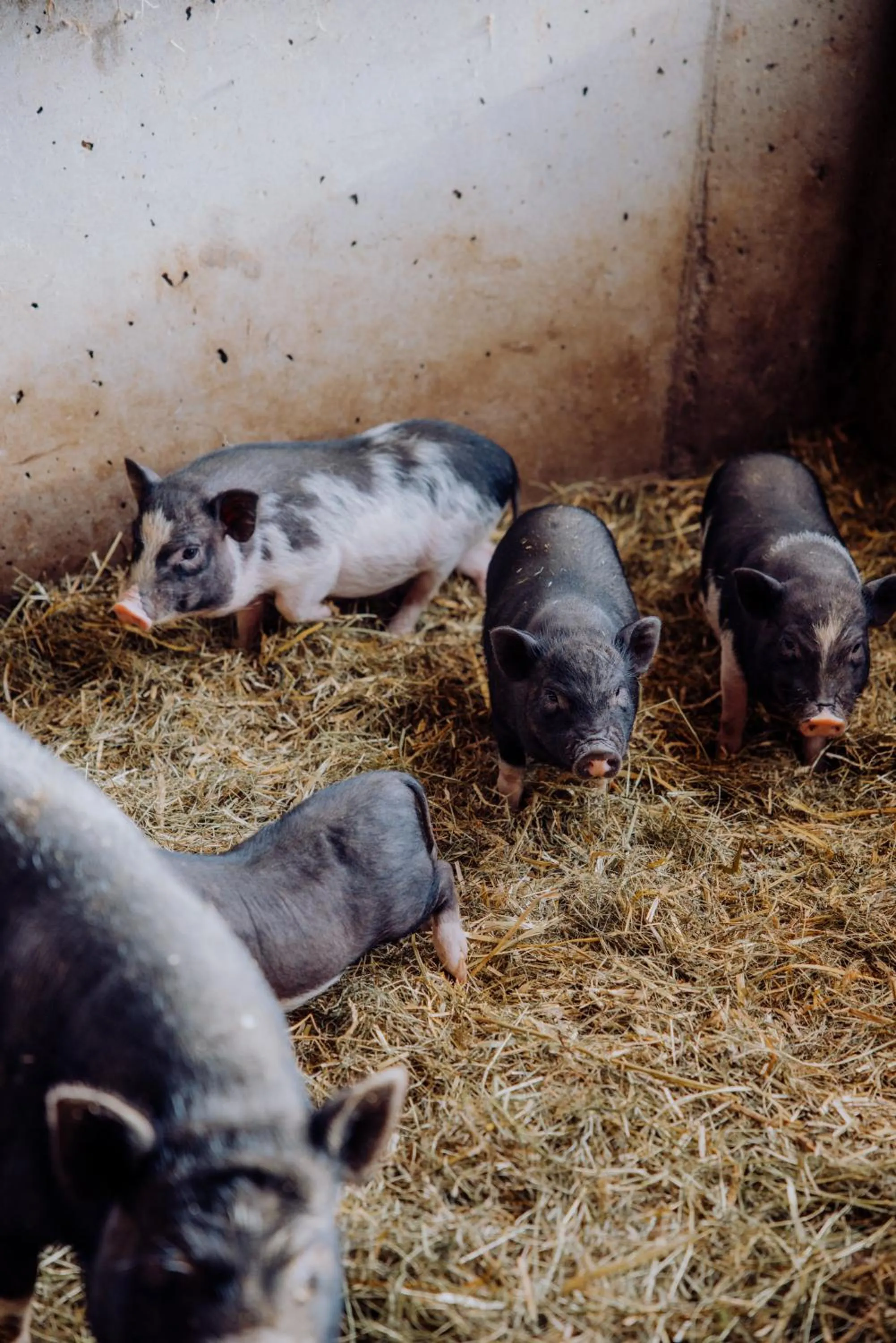 Children play ground in Naturresort PURADIES