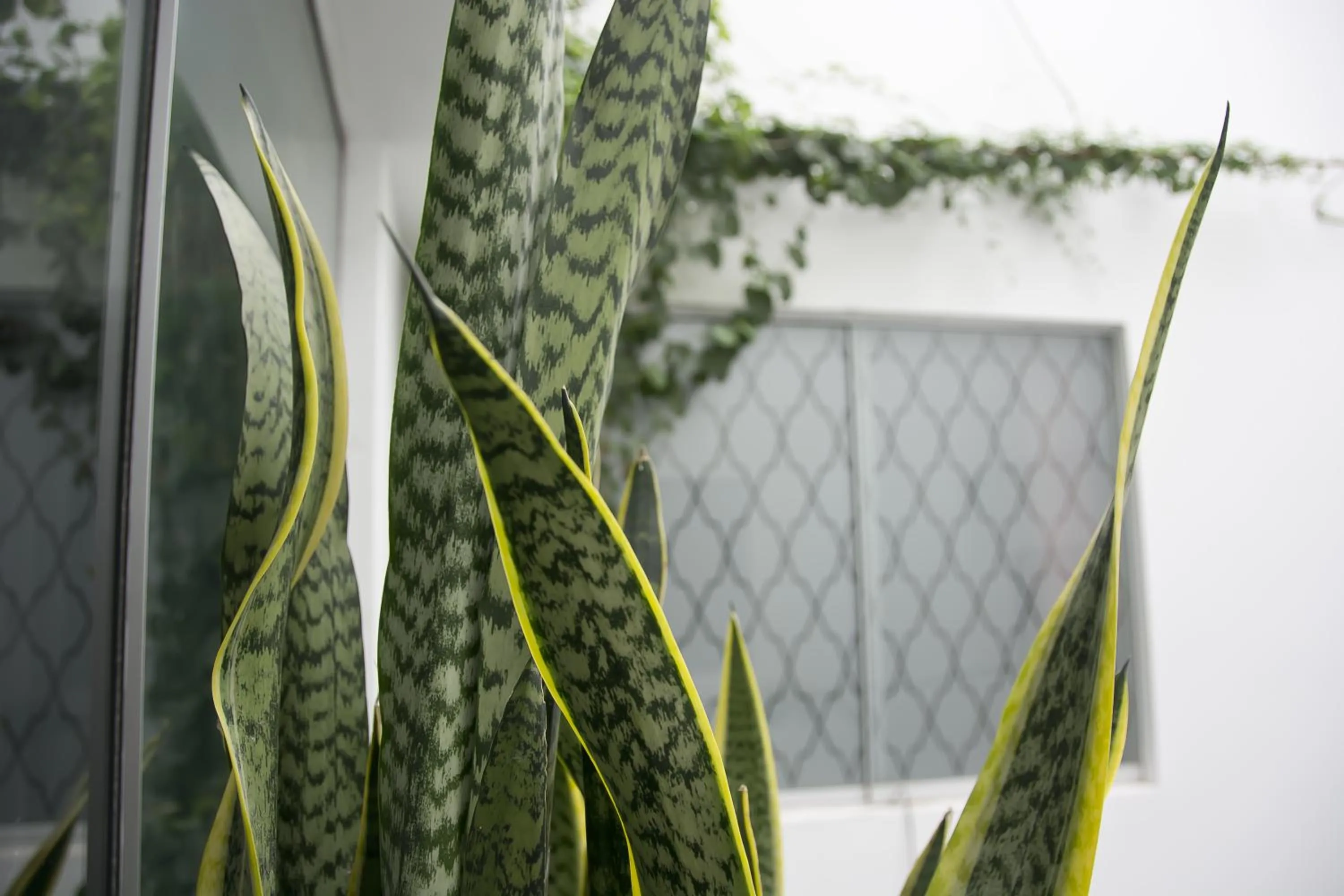 Garden in Arvo Hotel Boutique