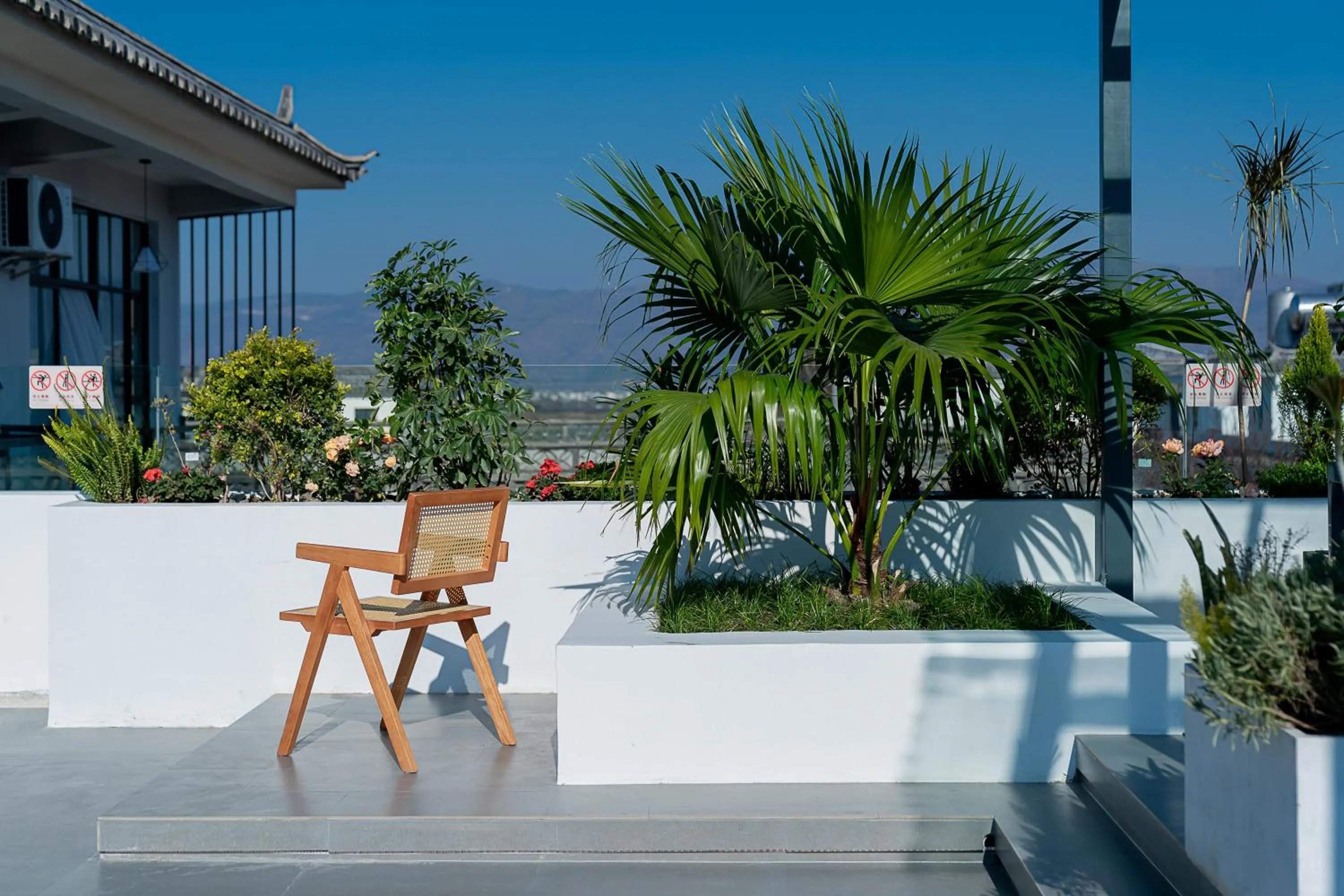 Day in Wuyi Whispering Maple