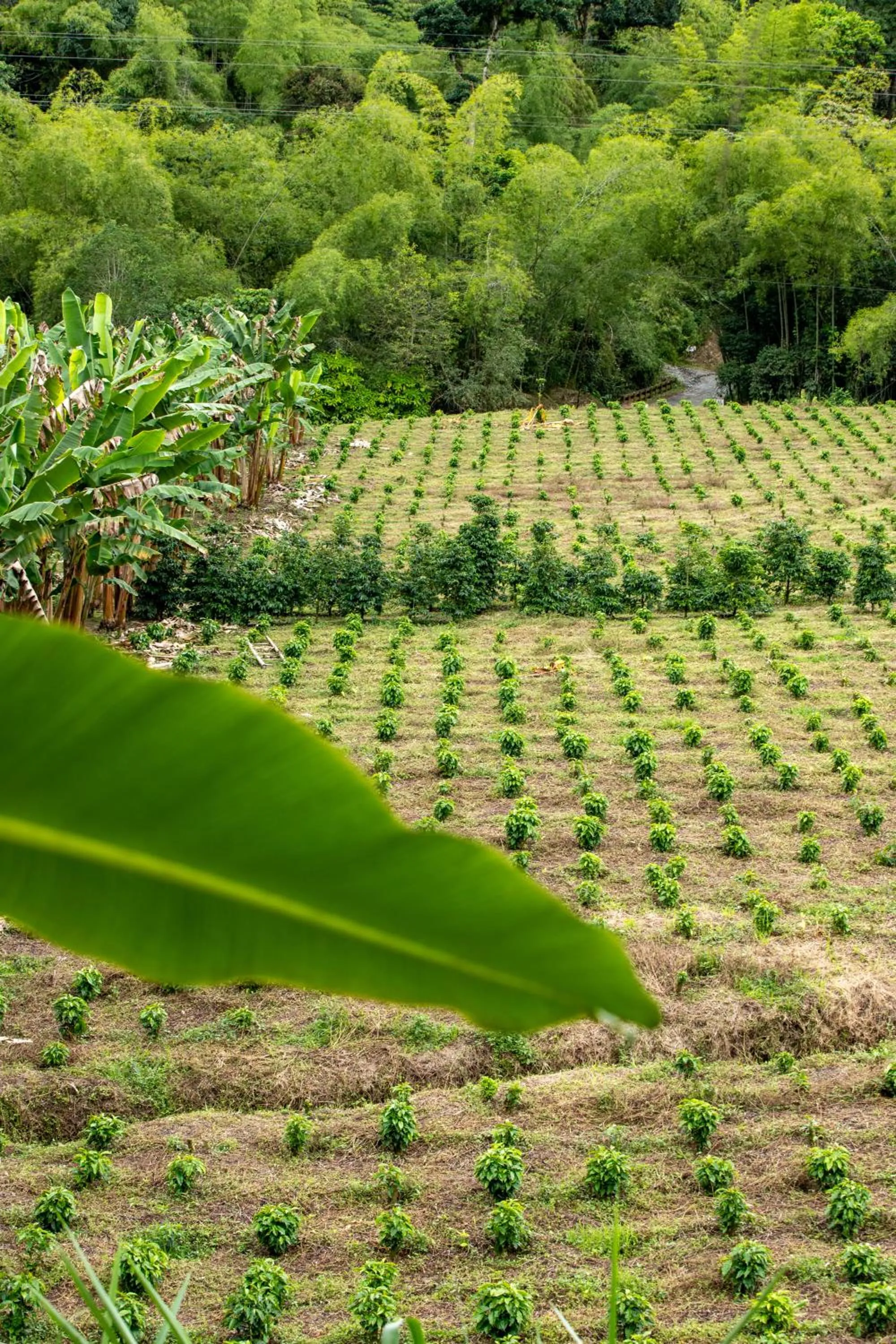 Hacienda Venecia Coffee Farm Hotel