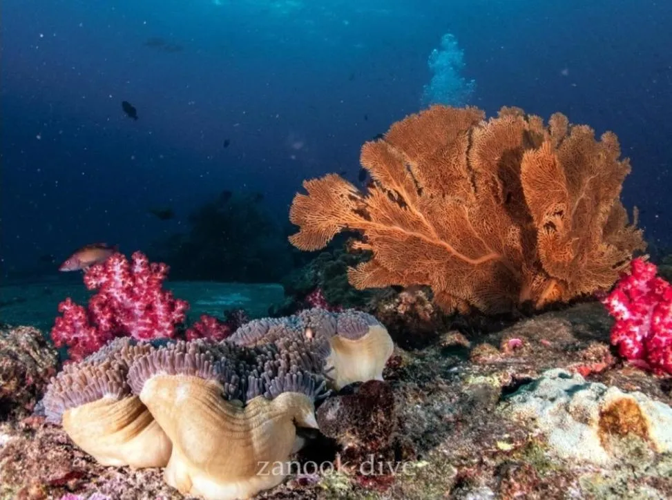 Snorkeling in Peace Lanta Mansion