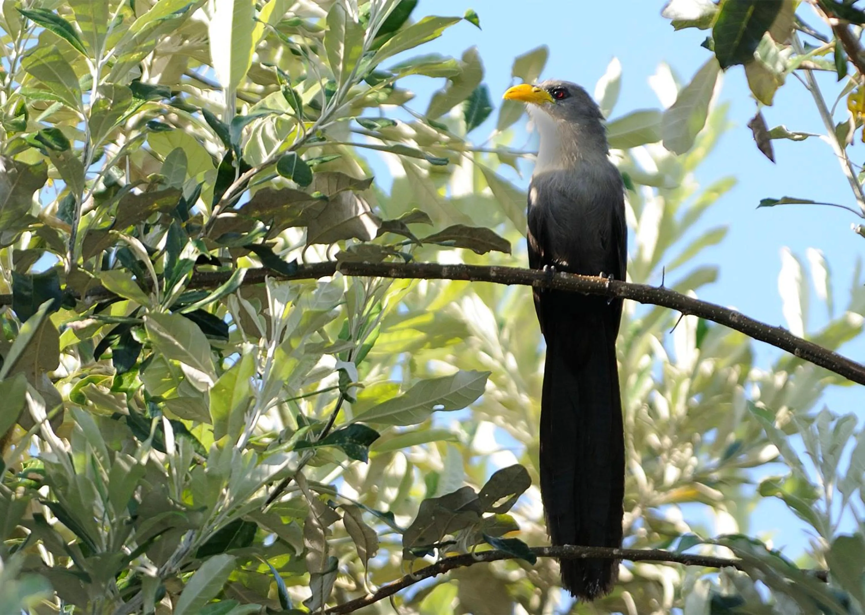 Day in Malkoha Lake St Lucia