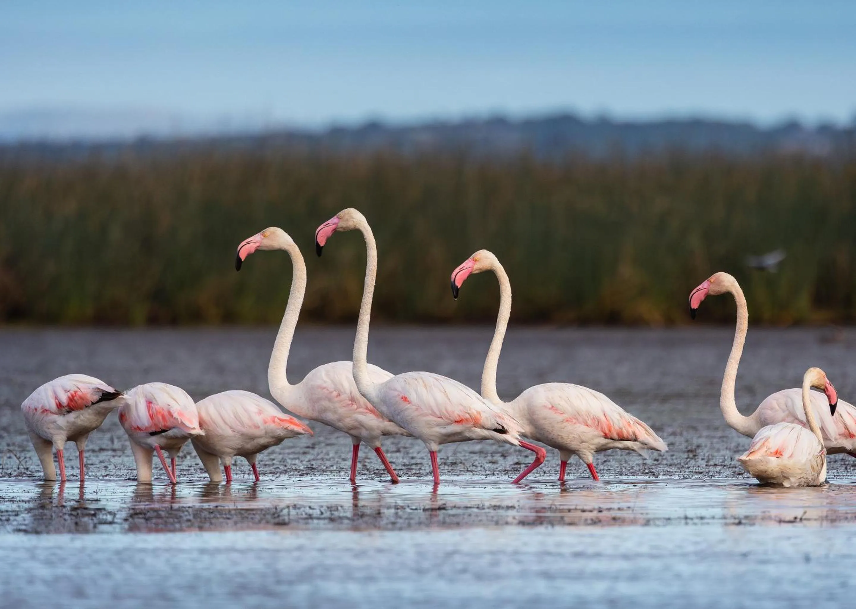 Day in Malkoha Lake St Lucia