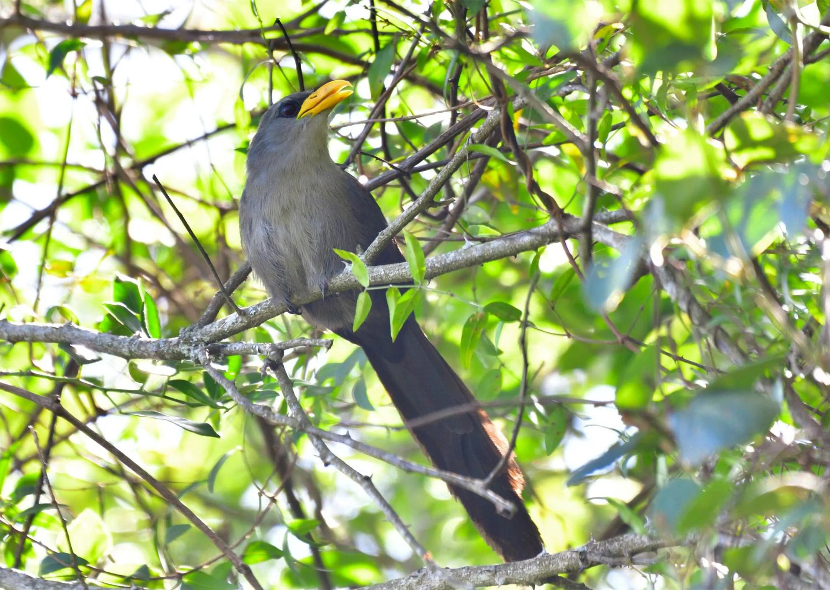 Day in Malkoha Lake St Lucia