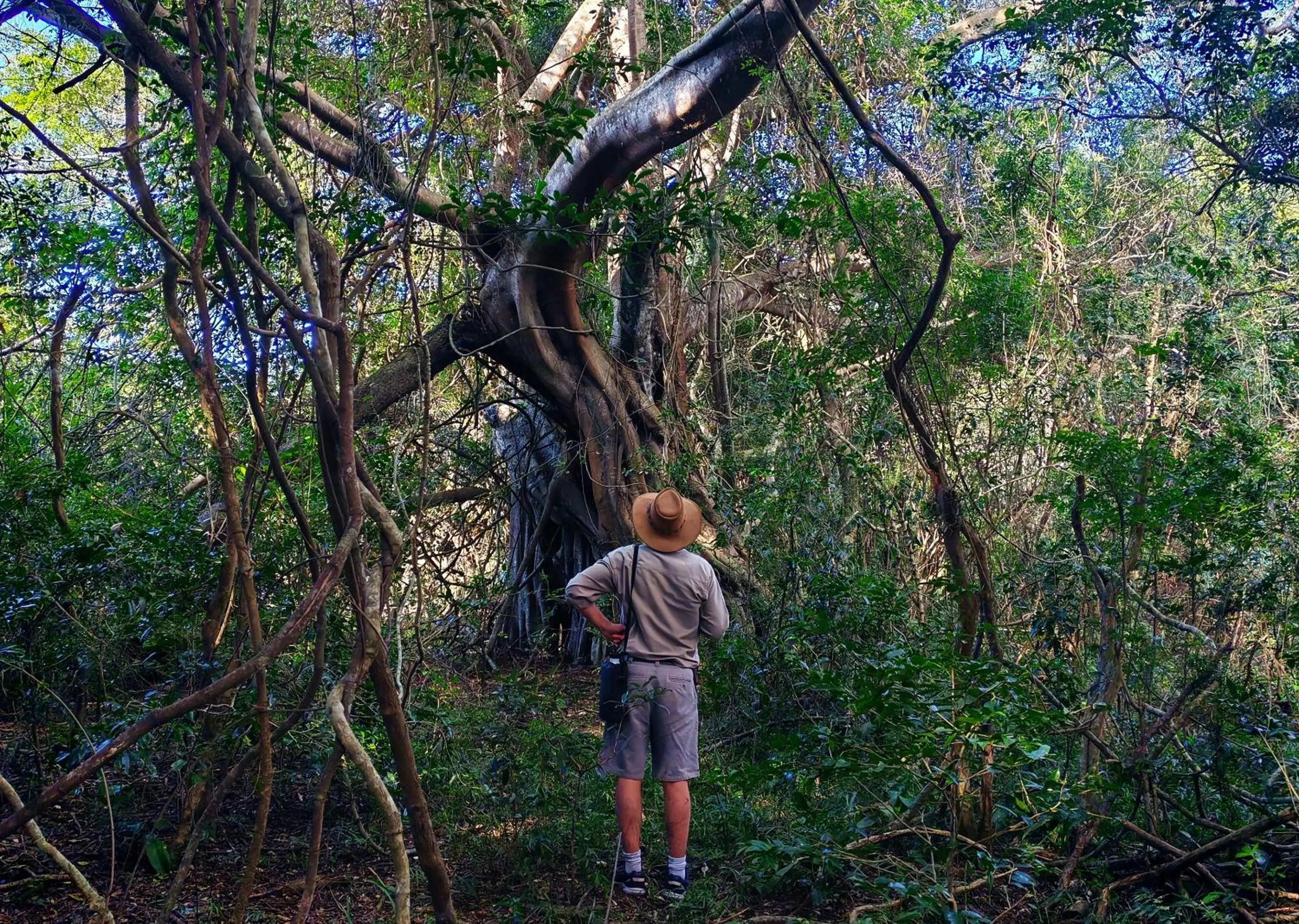 Spring in Malkoha Lake St Lucia