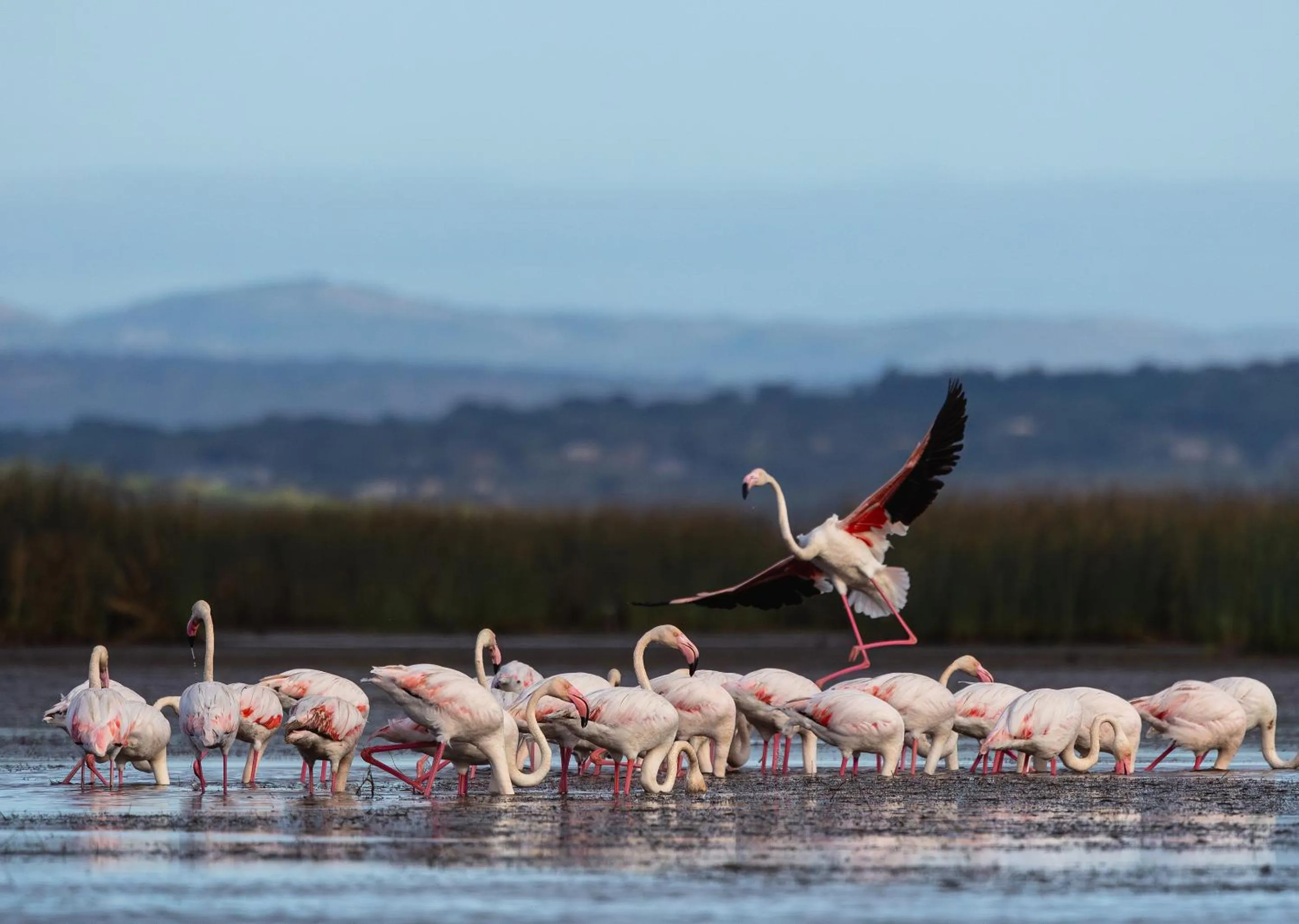 Day in Malkoha Lake St Lucia