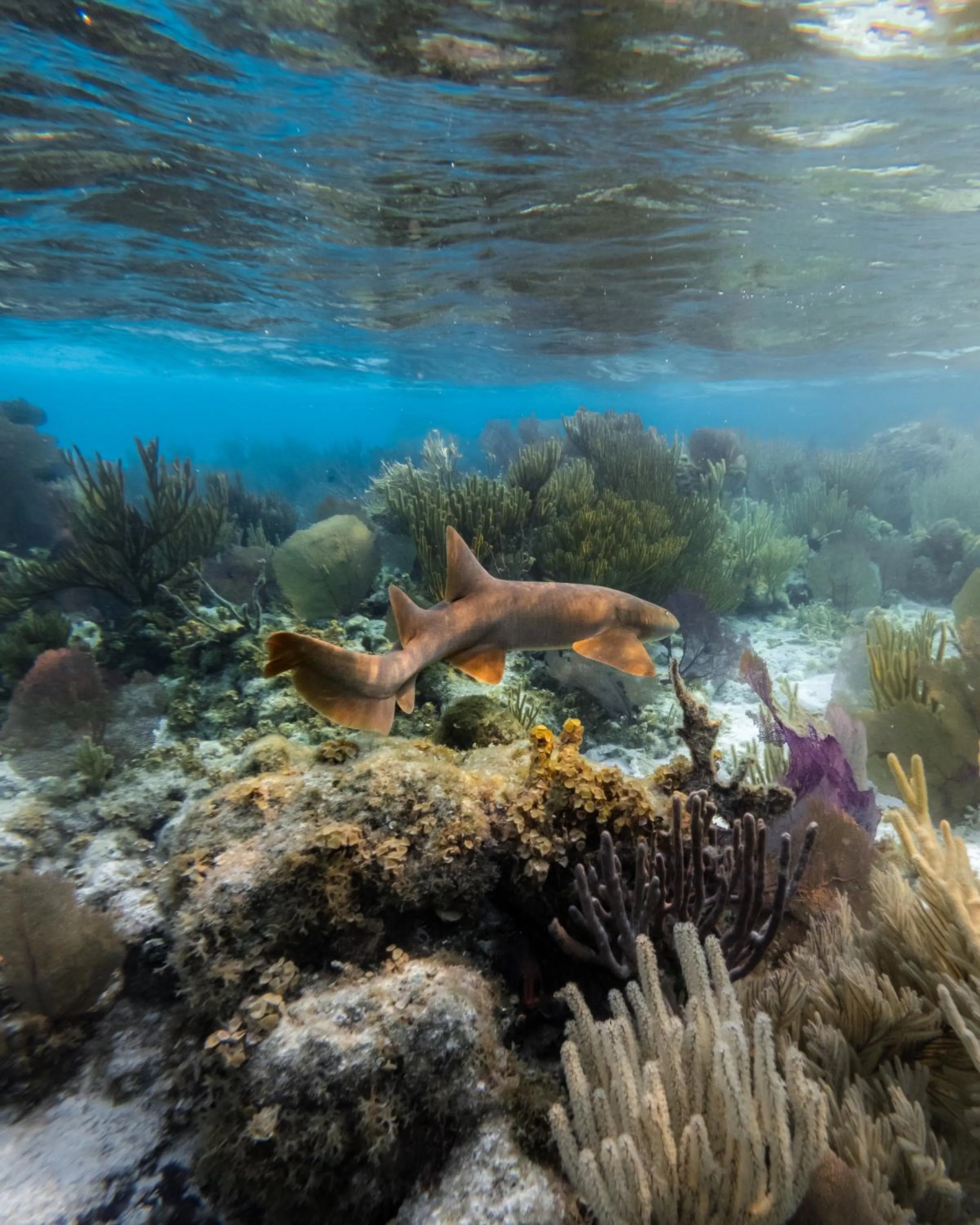Snorkeling in Copal Tree Lodge a Muy'Ono Resort