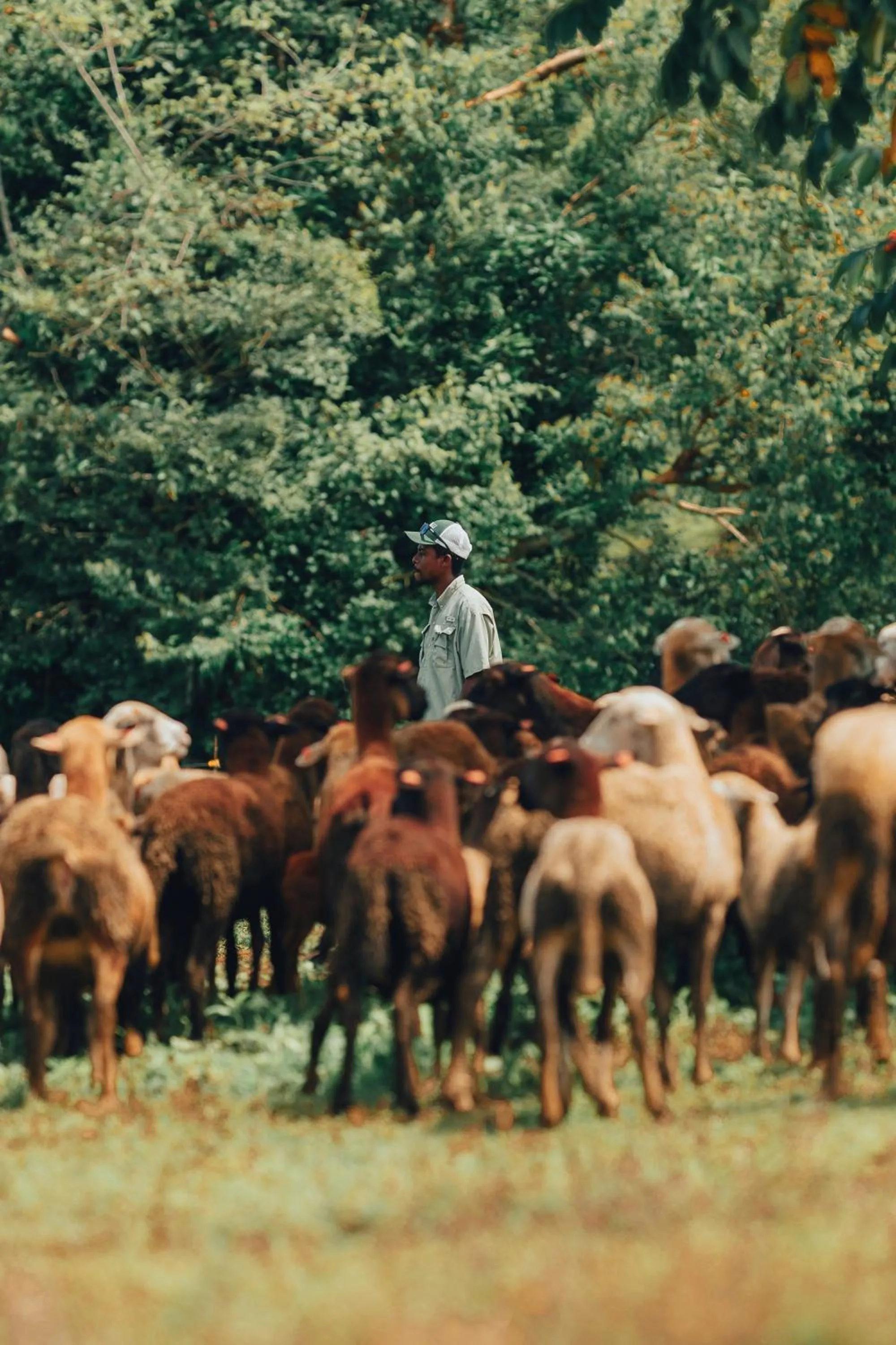 Garden in Copal Tree Lodge a Muy'Ono Resort