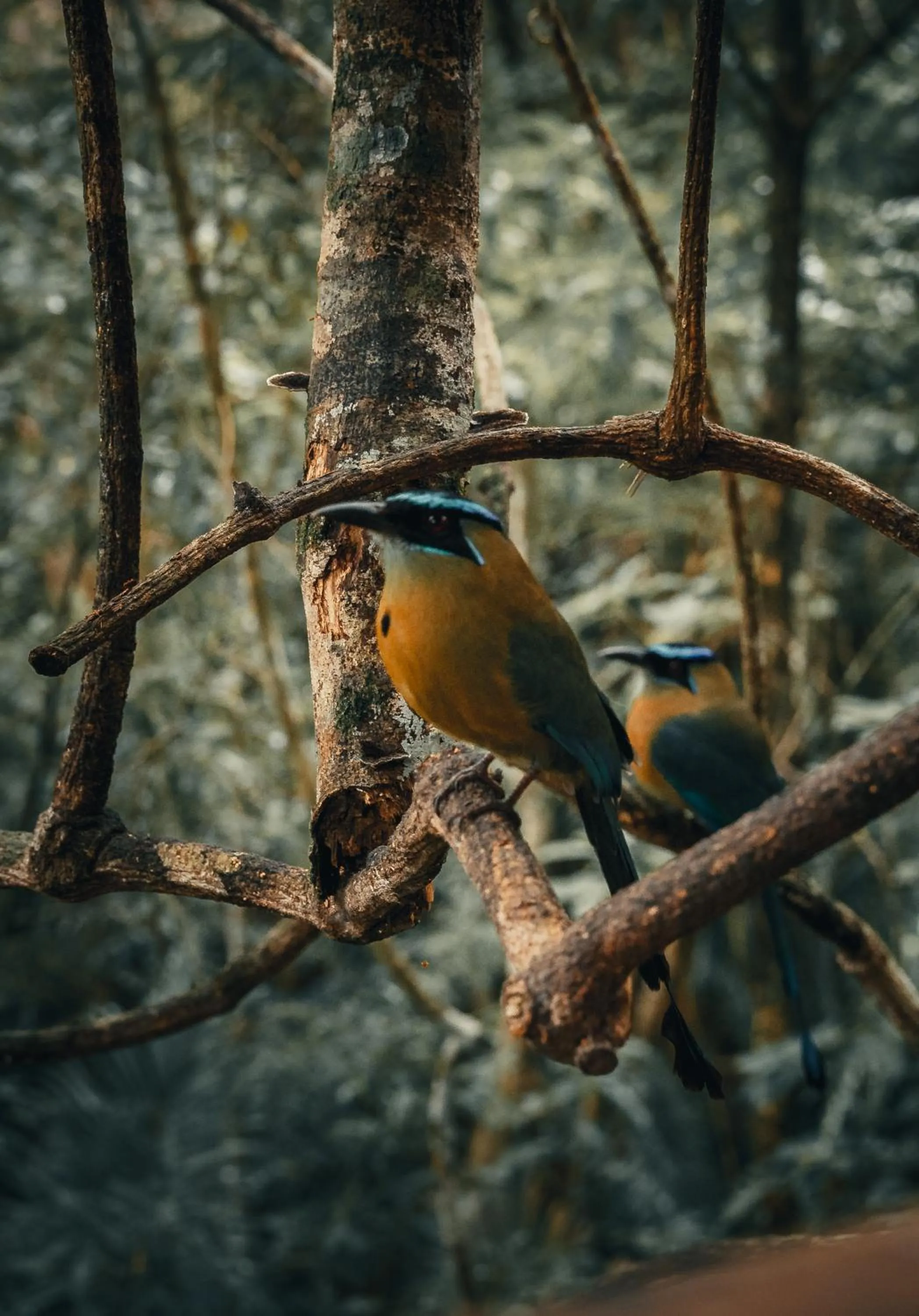 Animals in Copal Tree Lodge a Muy'Ono Resort