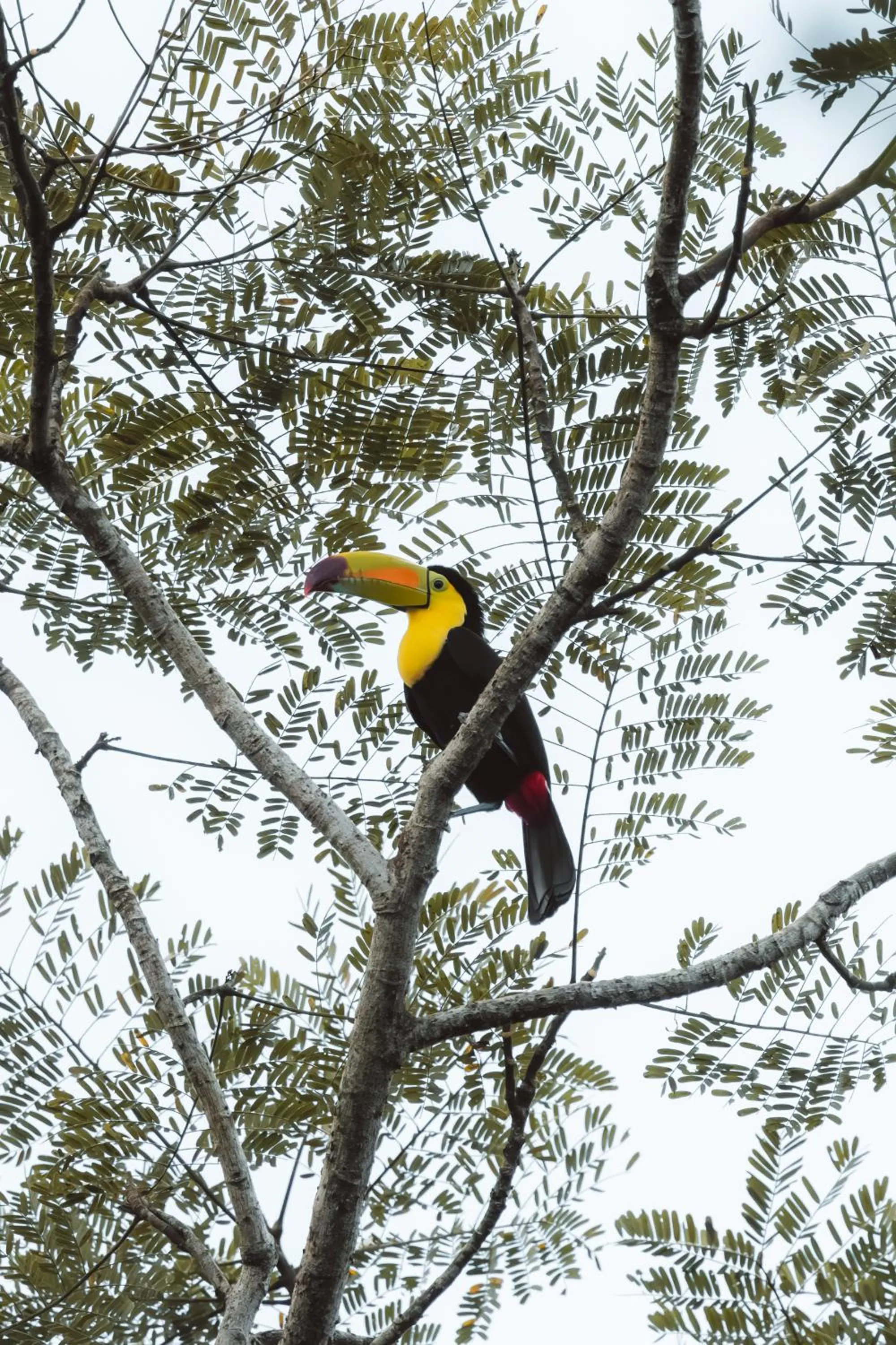 Animals in Copal Tree Lodge a Muy'Ono Resort