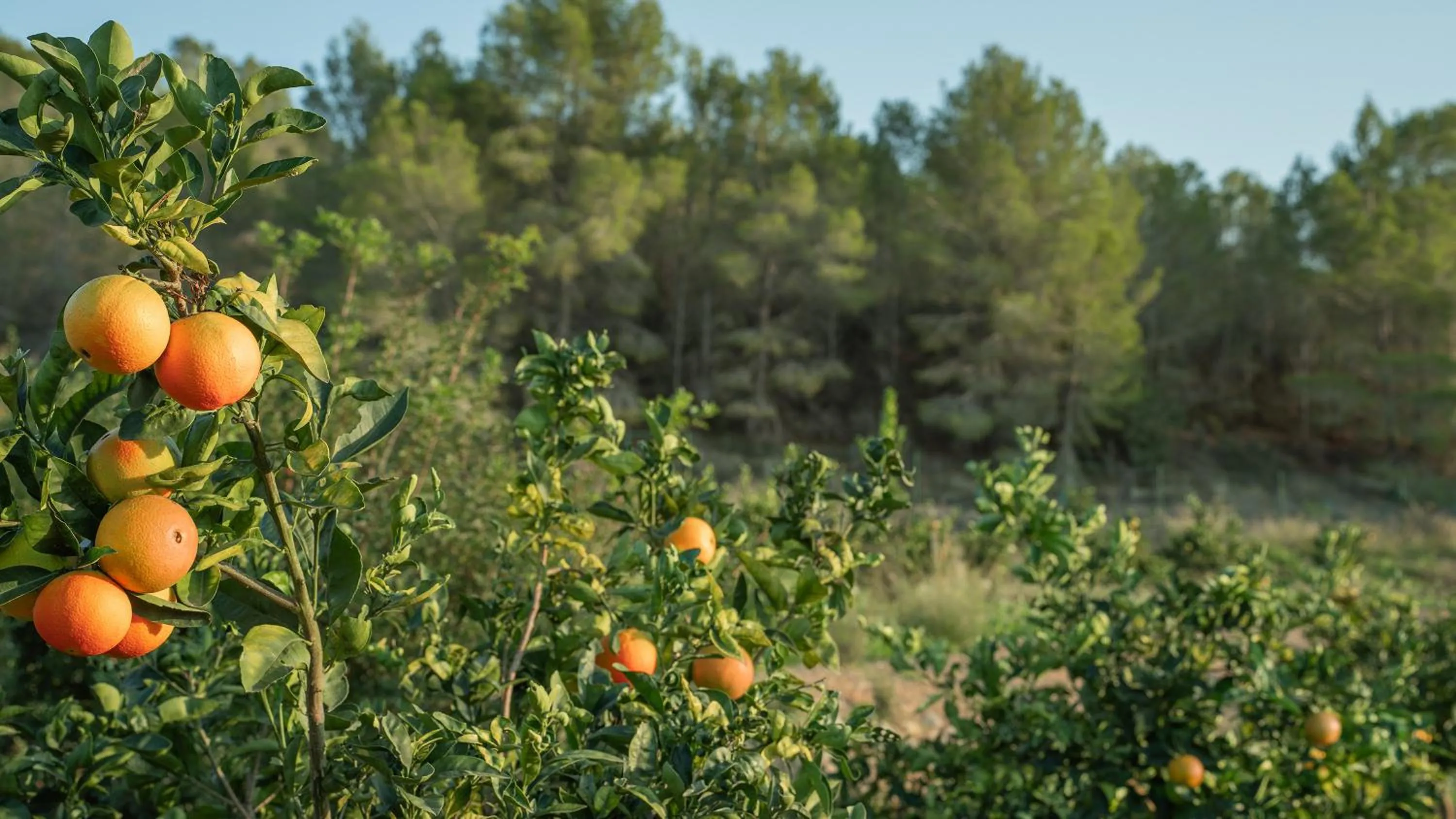Garden in ZEM Wellness Clinic Altea - 5 Stars Grand Luxury