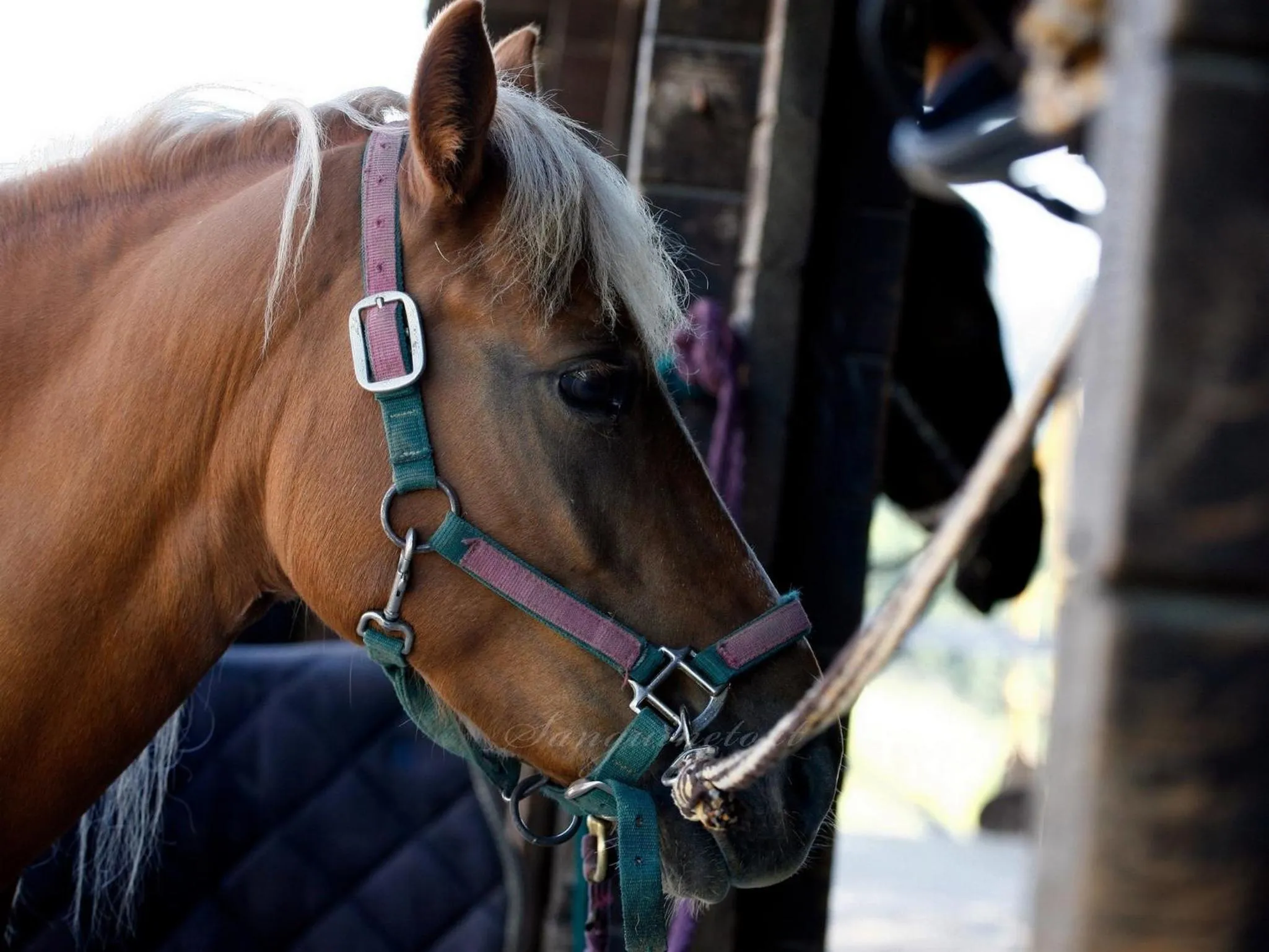 Horse-riding in Agriturismo Sanguineto
