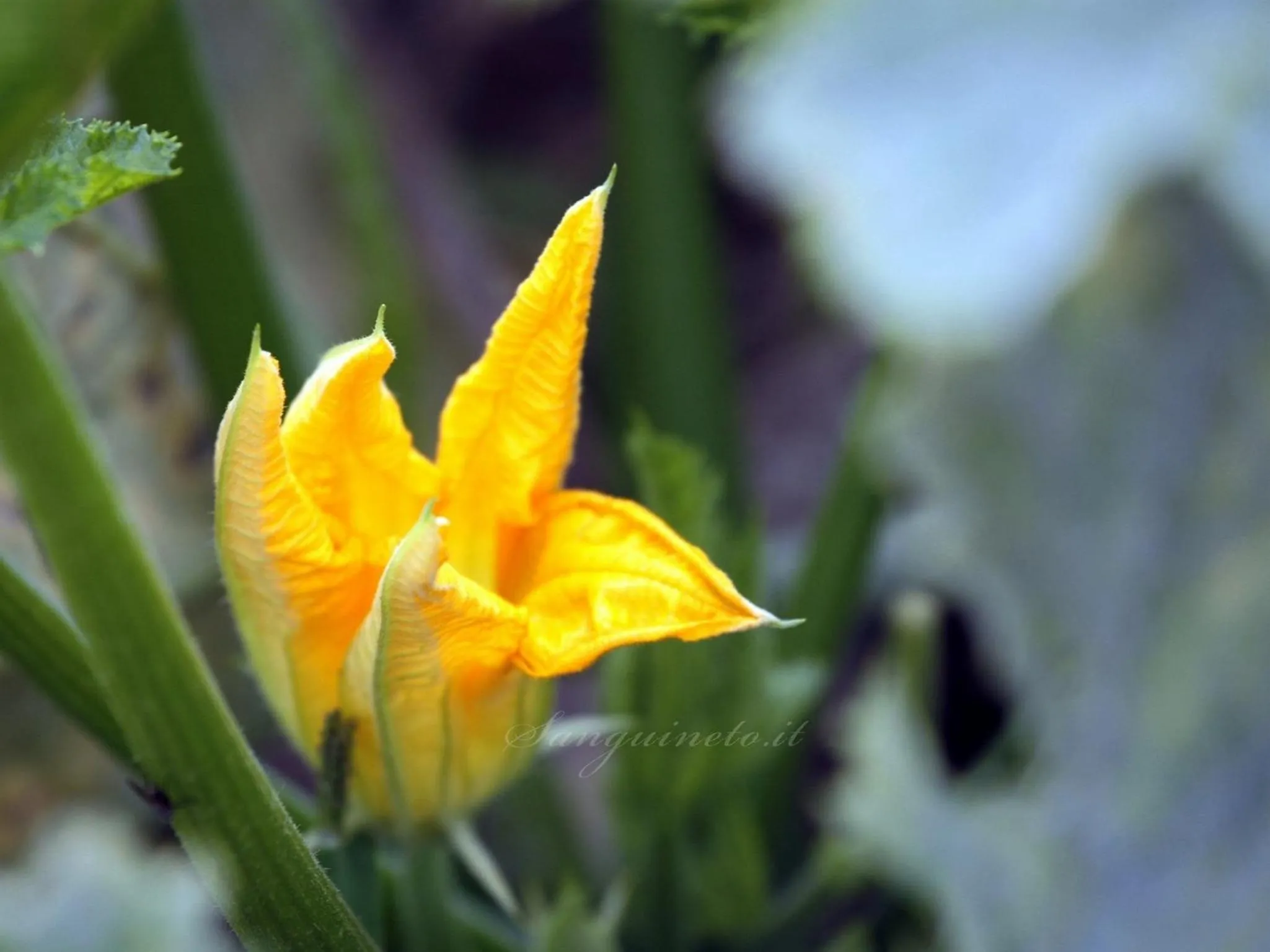 Other in Agriturismo Sanguineto
