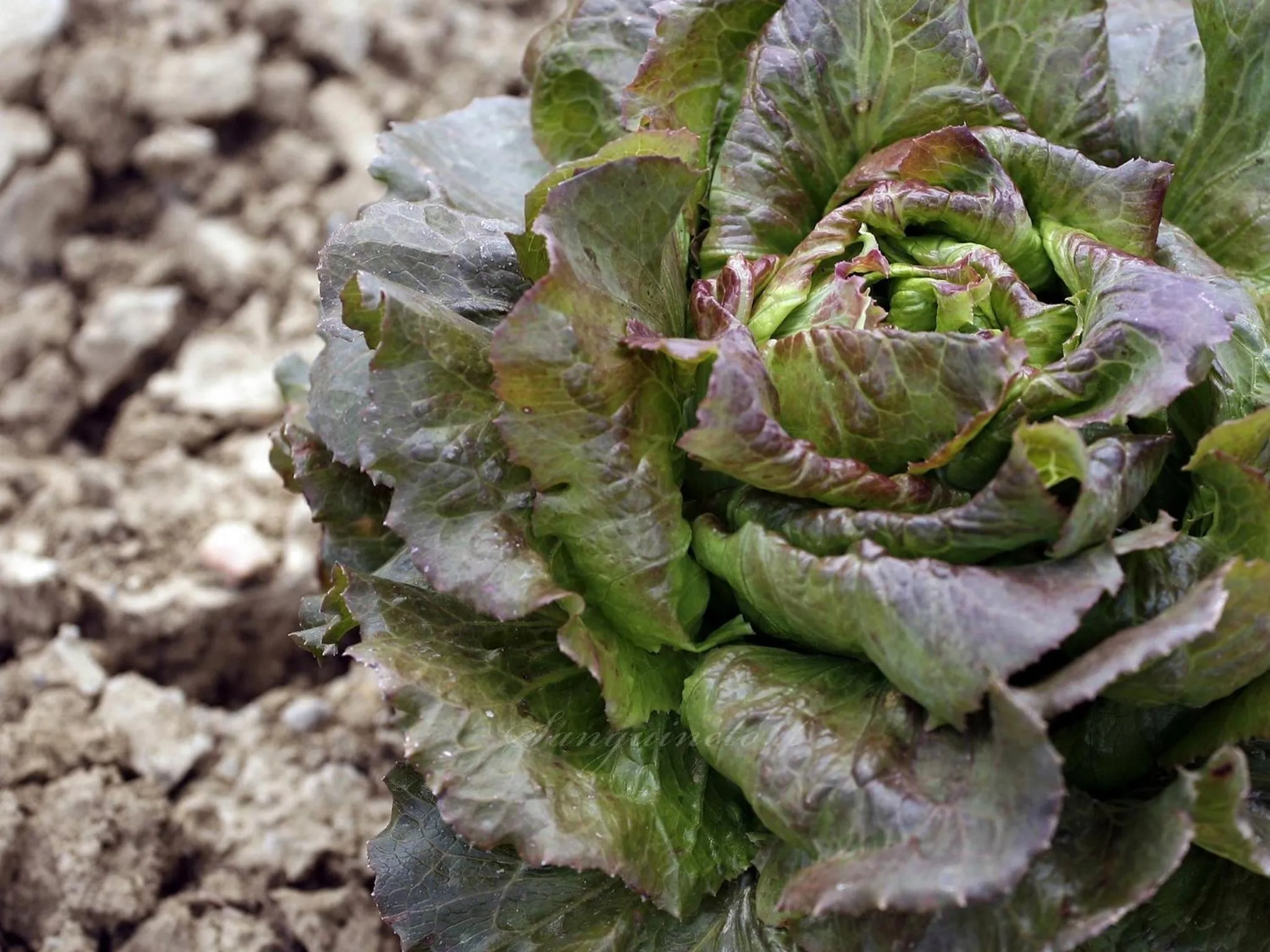Other in Agriturismo Sanguineto