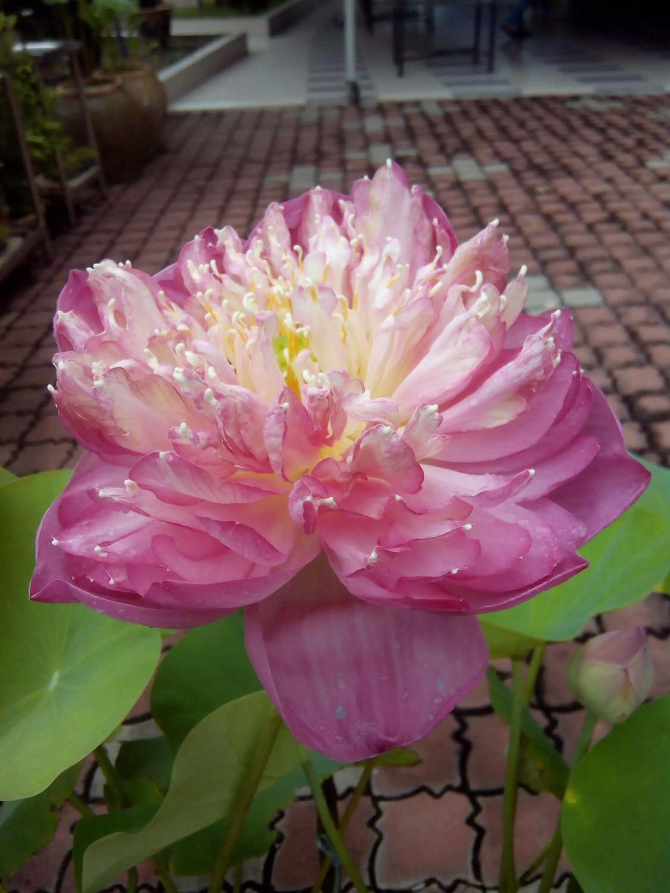 Decorative detail in Hotel Sri Garden Sdn. Bhd.