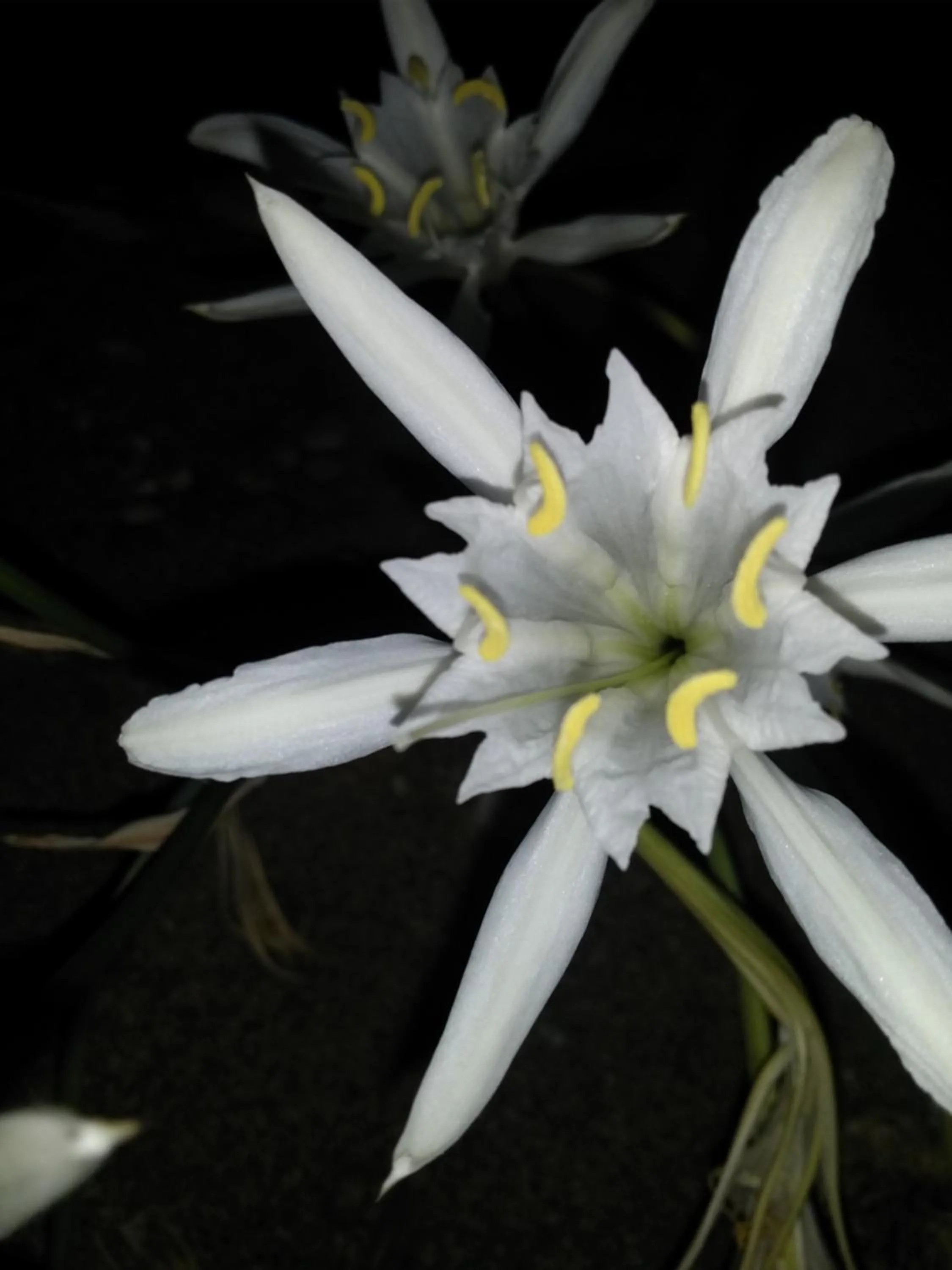 Night in Anastasia Studios, Apartments & Suites